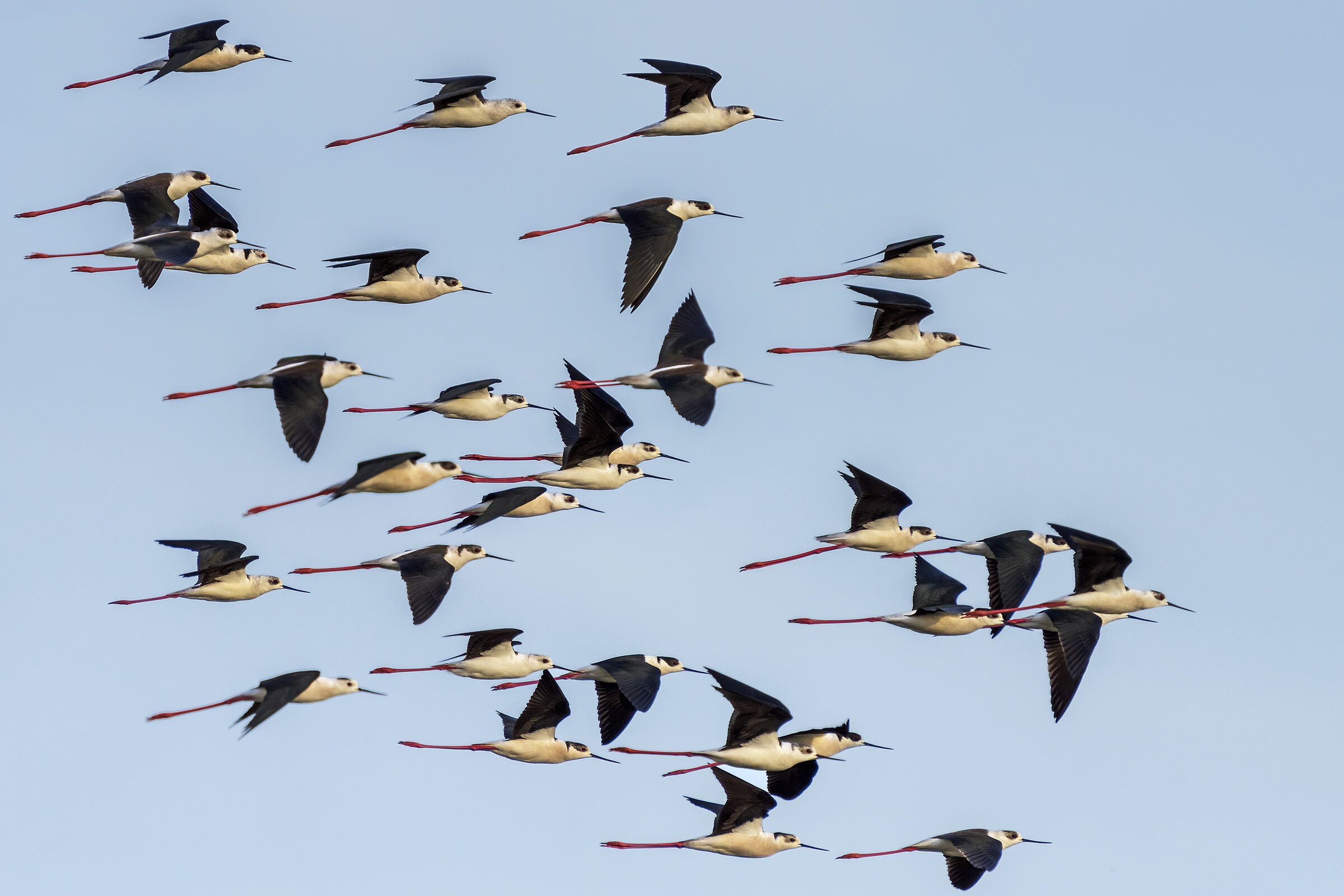 Also this year the knights return