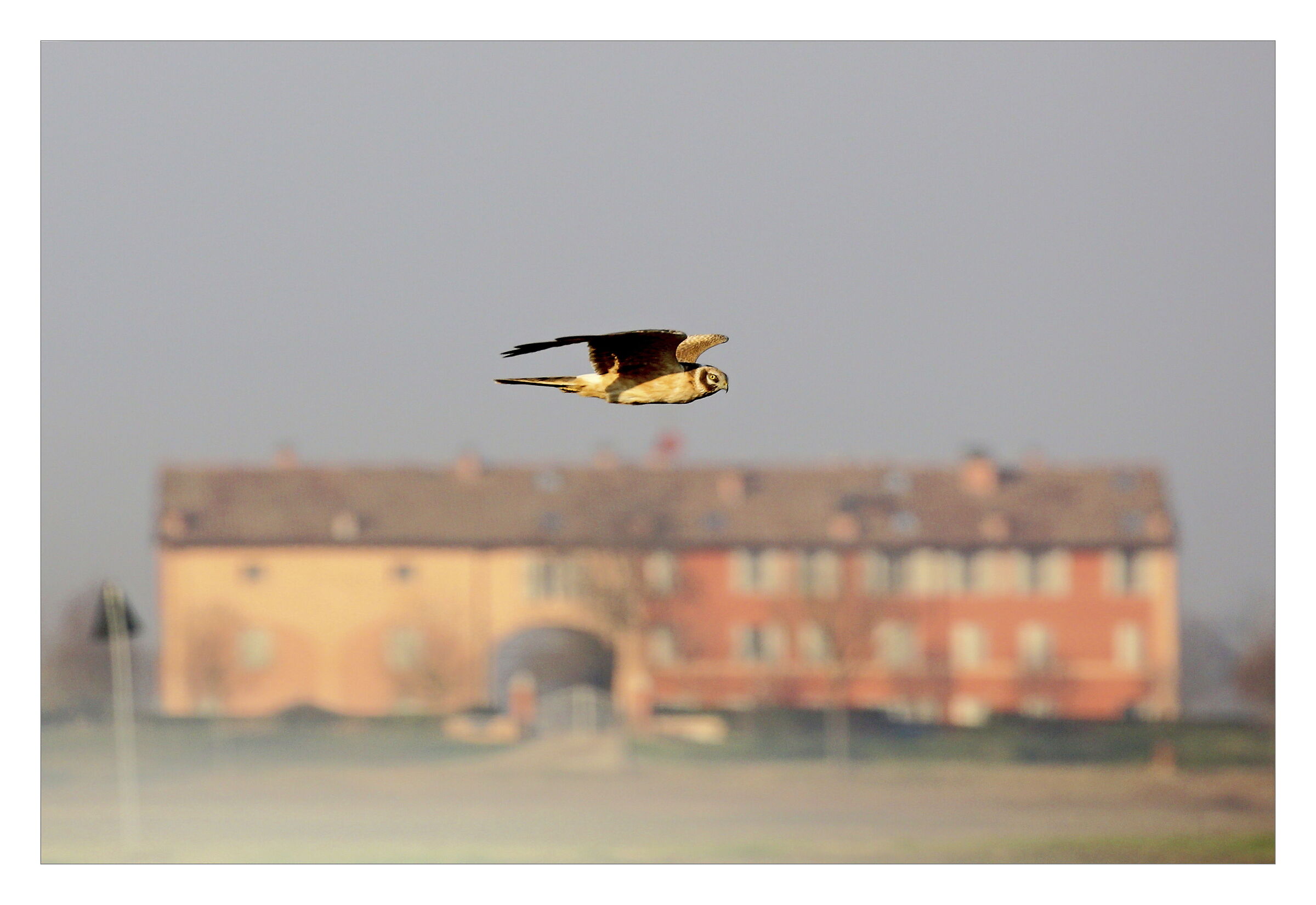 Albanella pallida - incontro inaspettato.