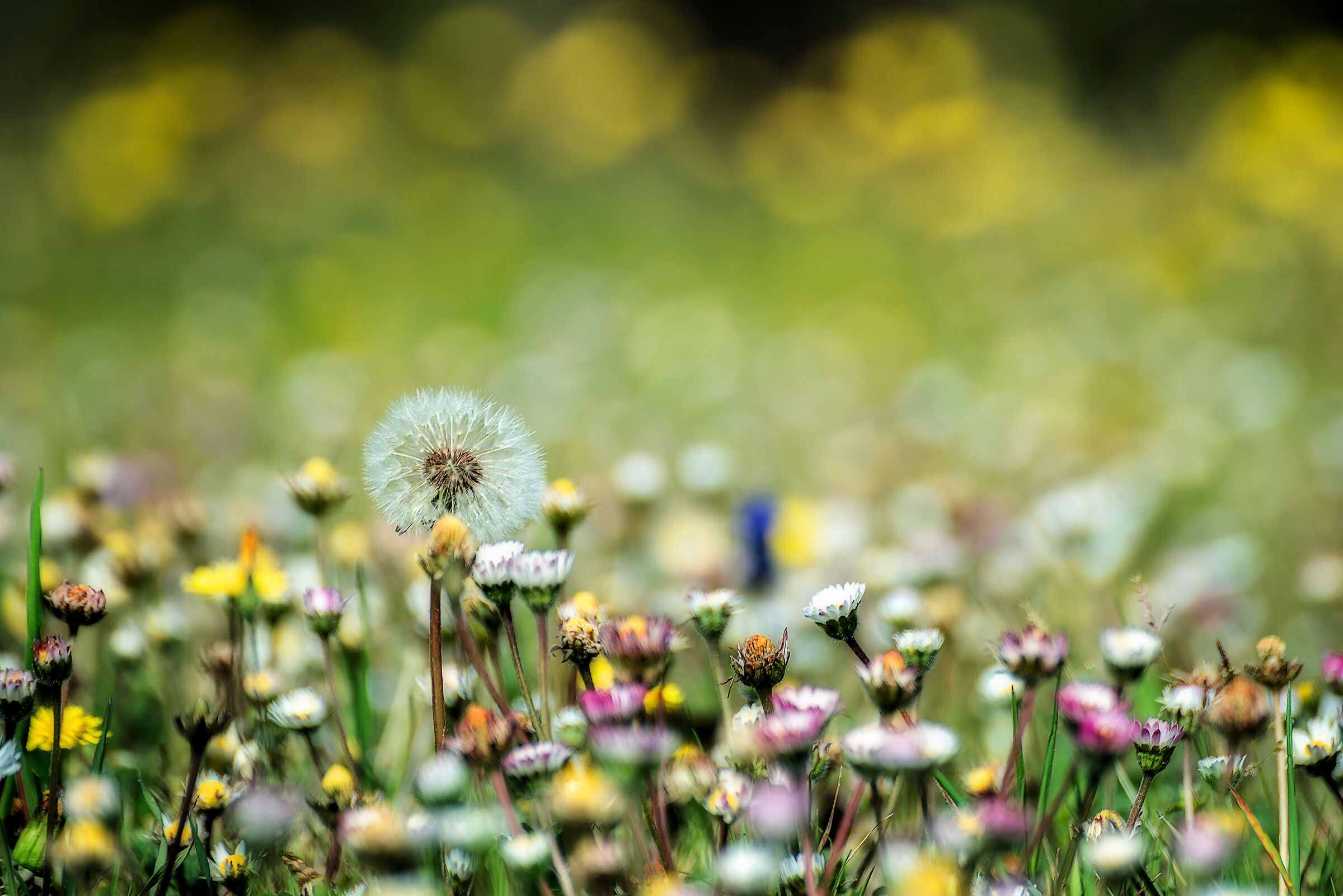 spring according to lockdown