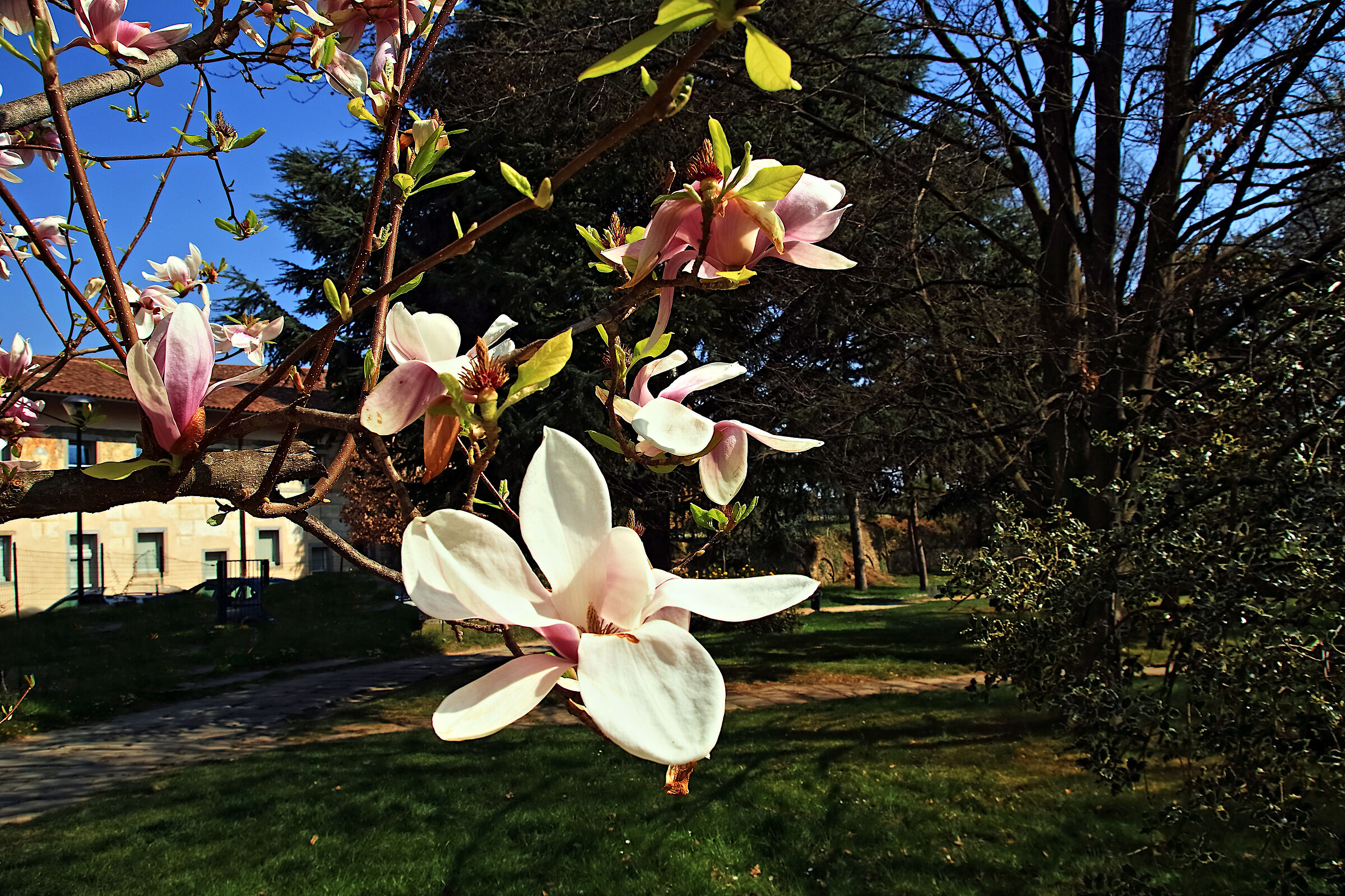 La Primavera ed il suo augurio di rinascita ...