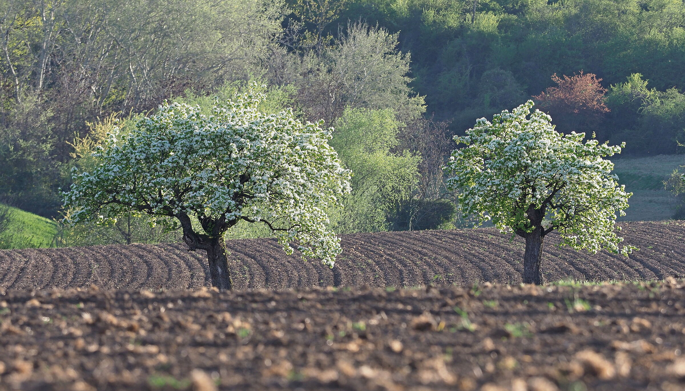 Primavera a Ceretolo