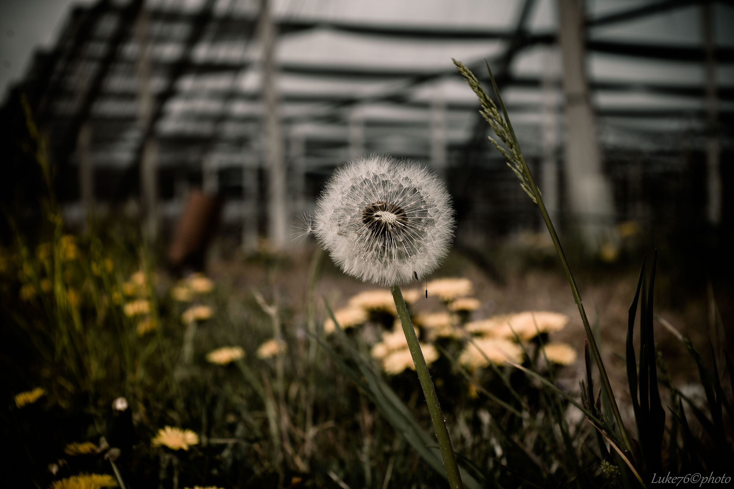 dandelion