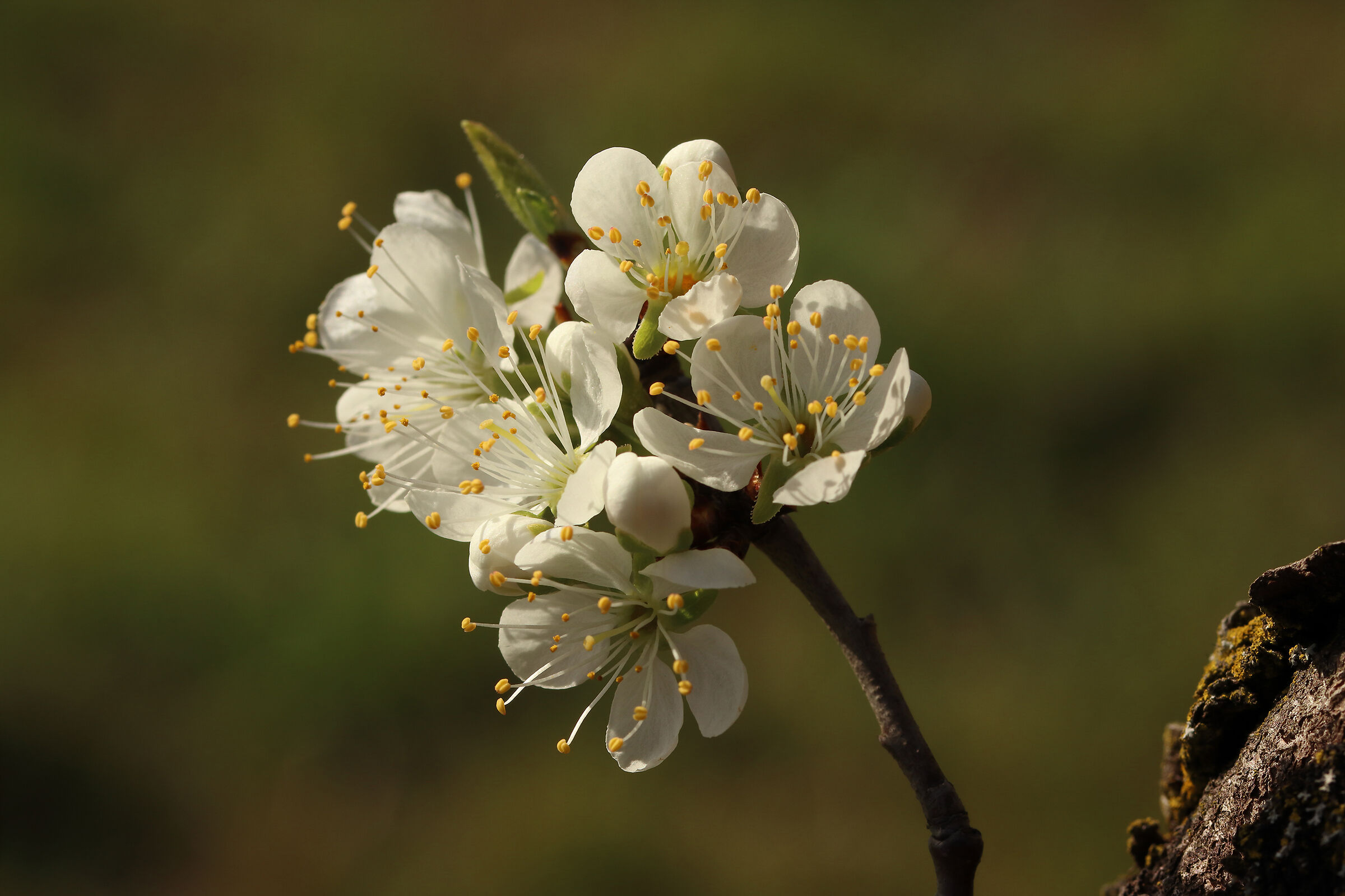 fiori di pruno, dal tronco
