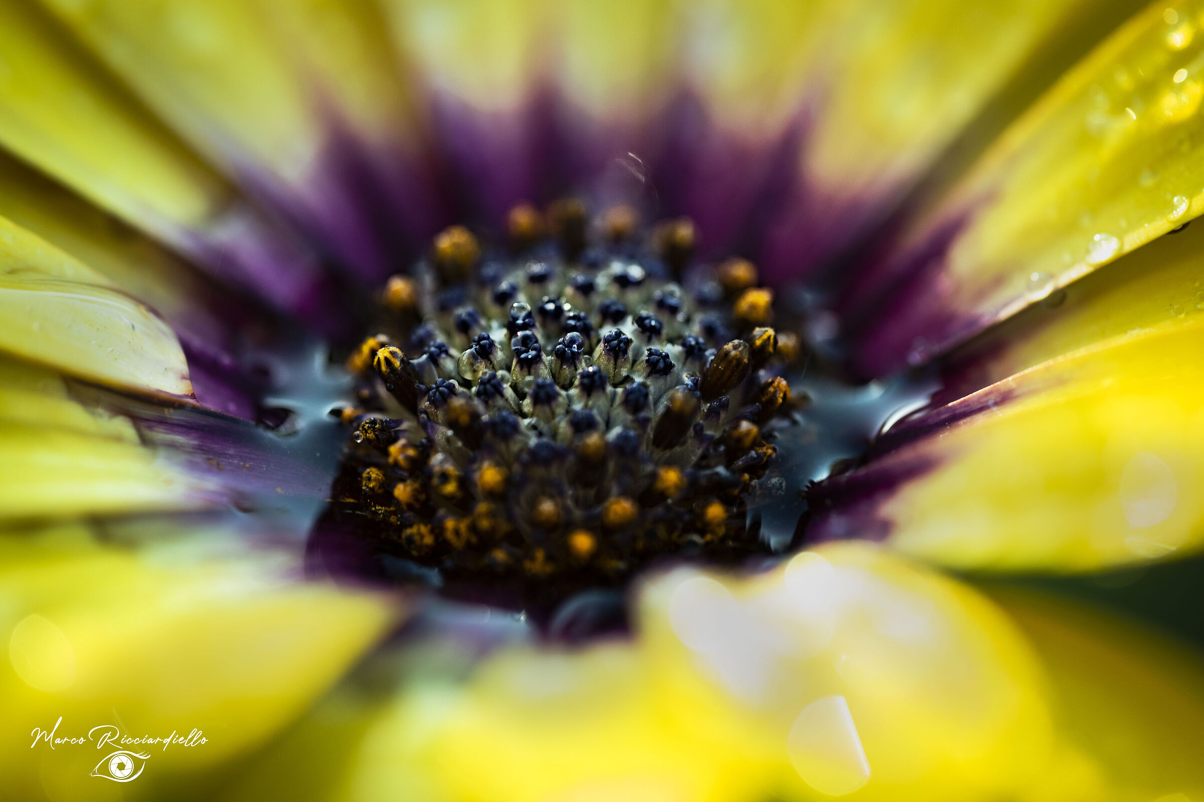 Untitled Photo