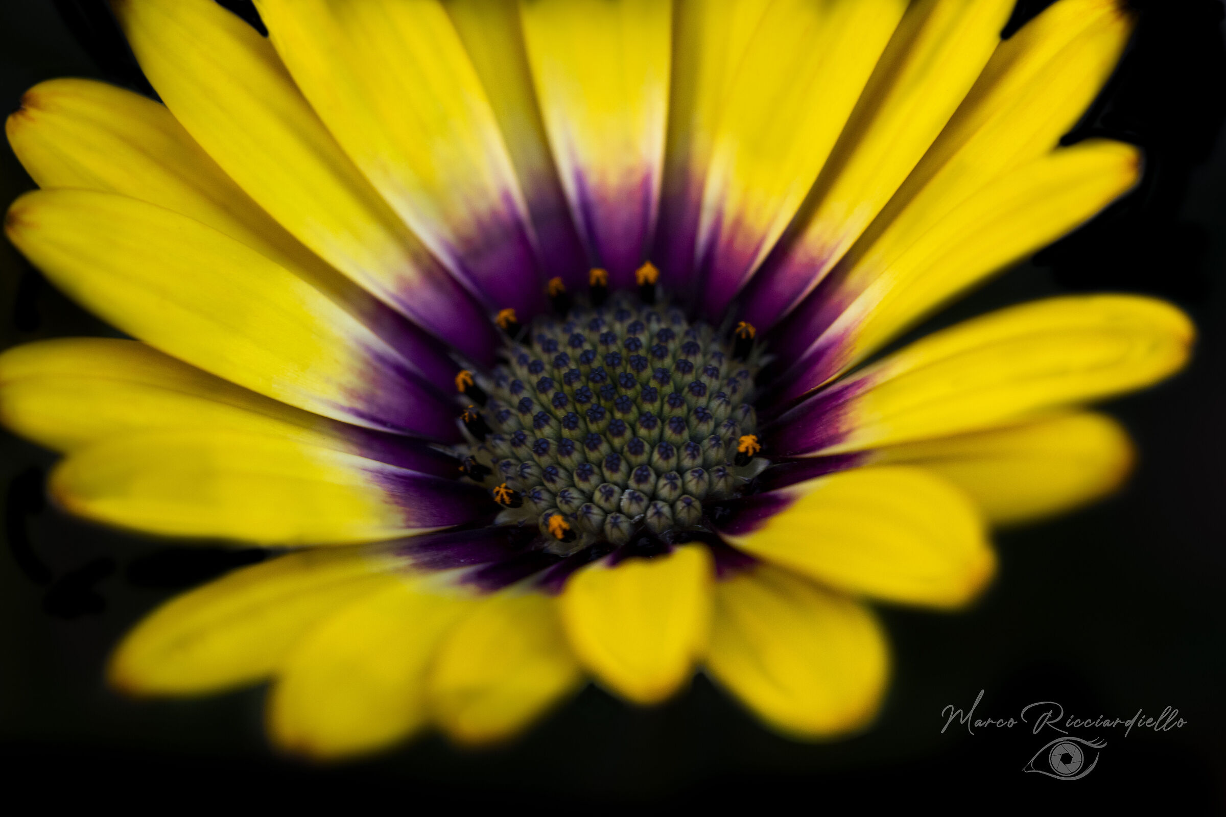 Untitled Photo