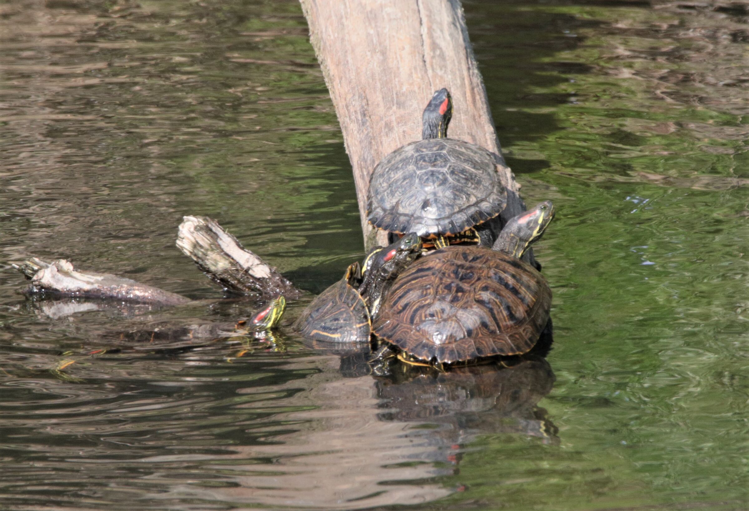 lotta x un posto al Sole