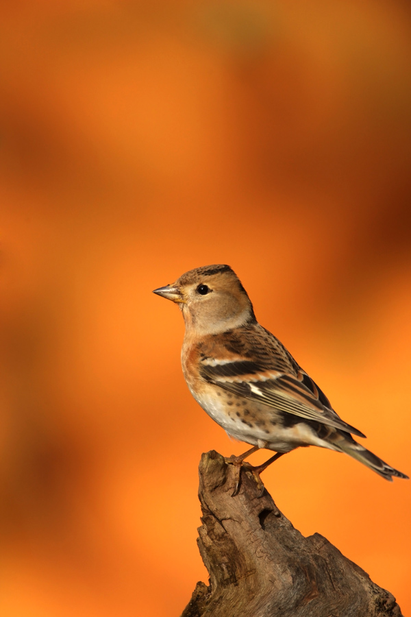 Brambling