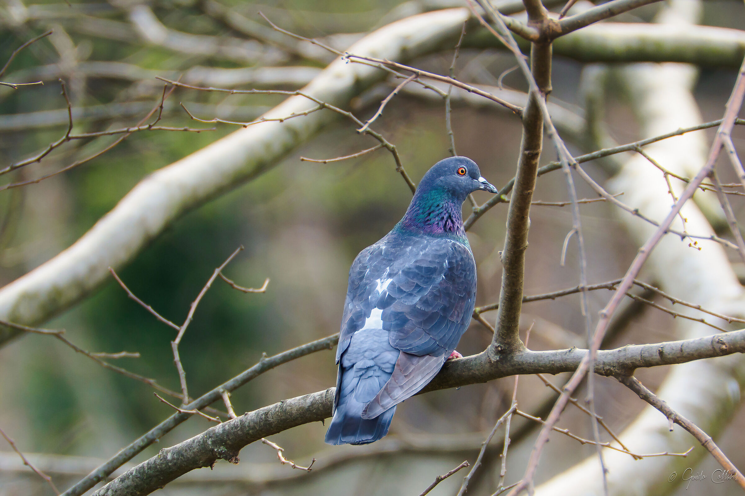 wood pigeon
