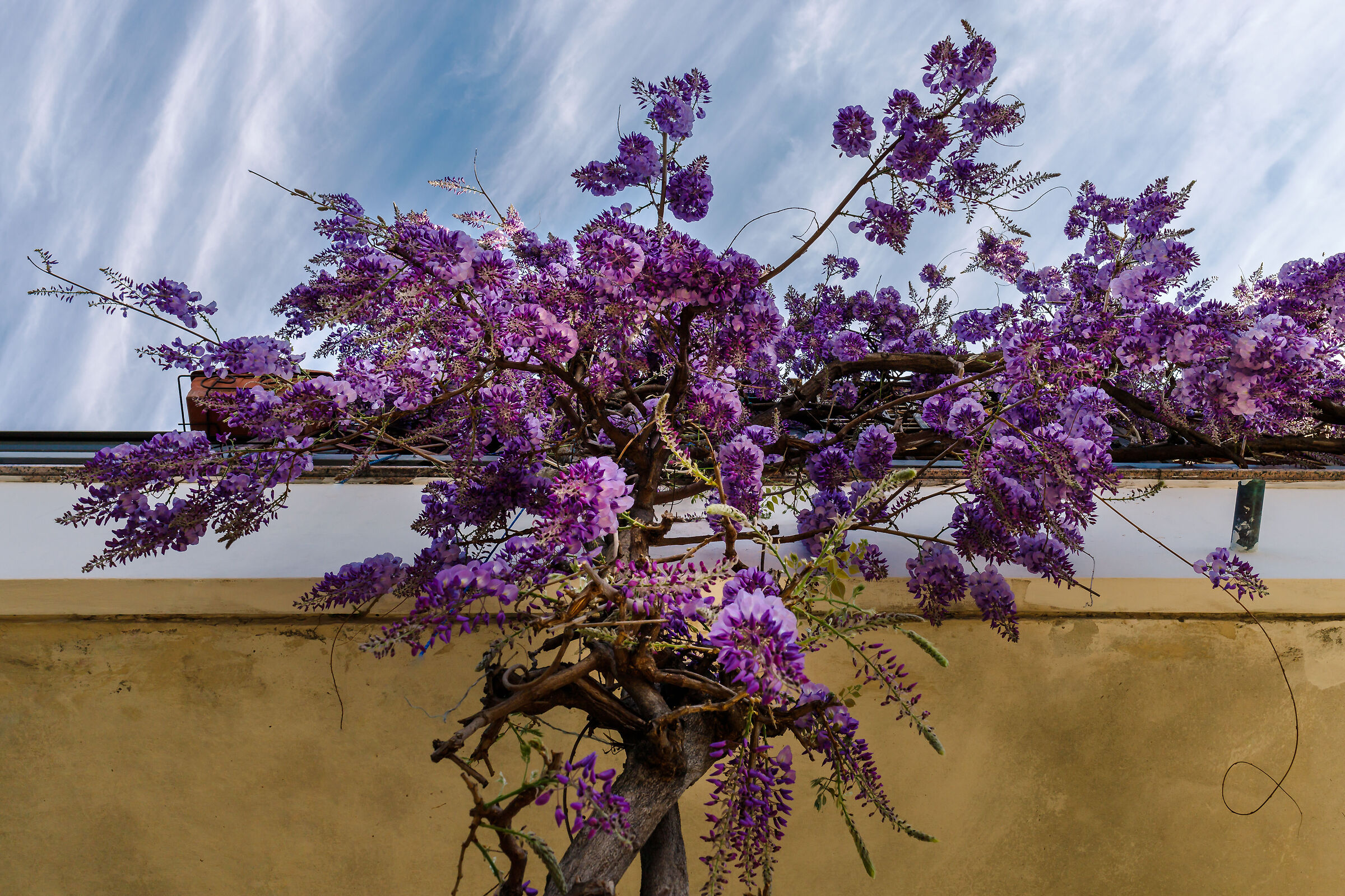 Wisteria in the sky