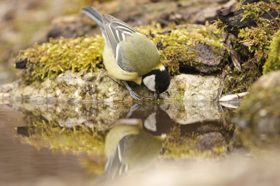 Great Tit