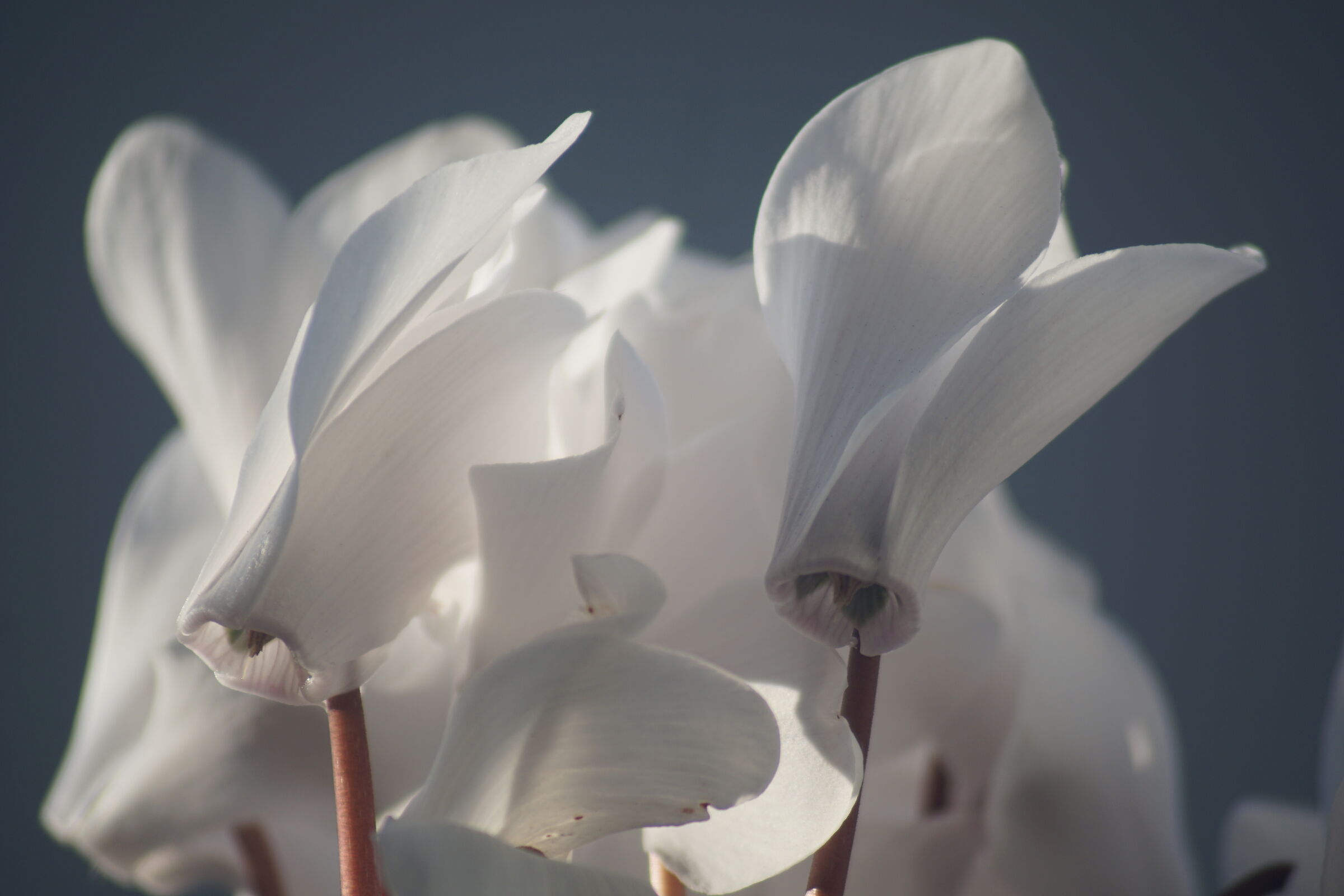 Ancora loro nella luce della sera