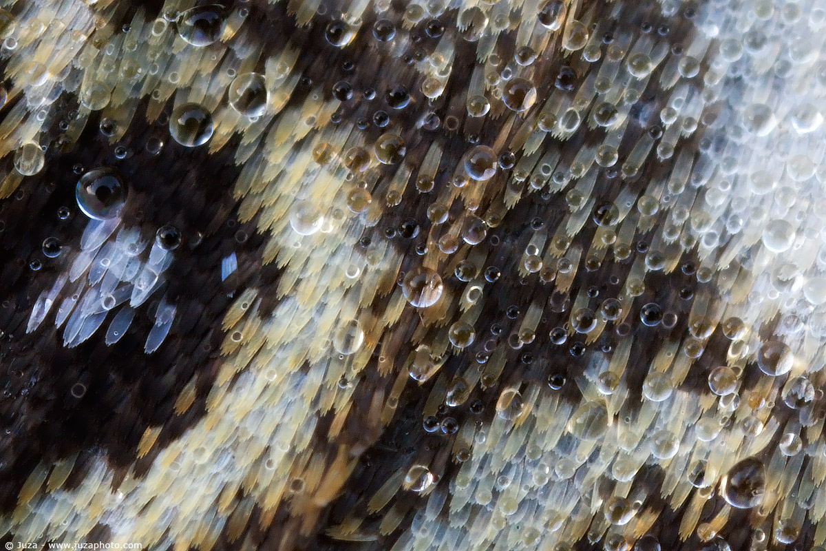 Melanargia galathea a 5x, 010154