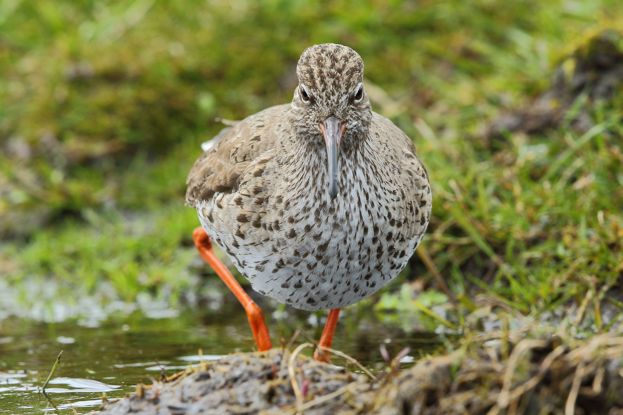 redshank