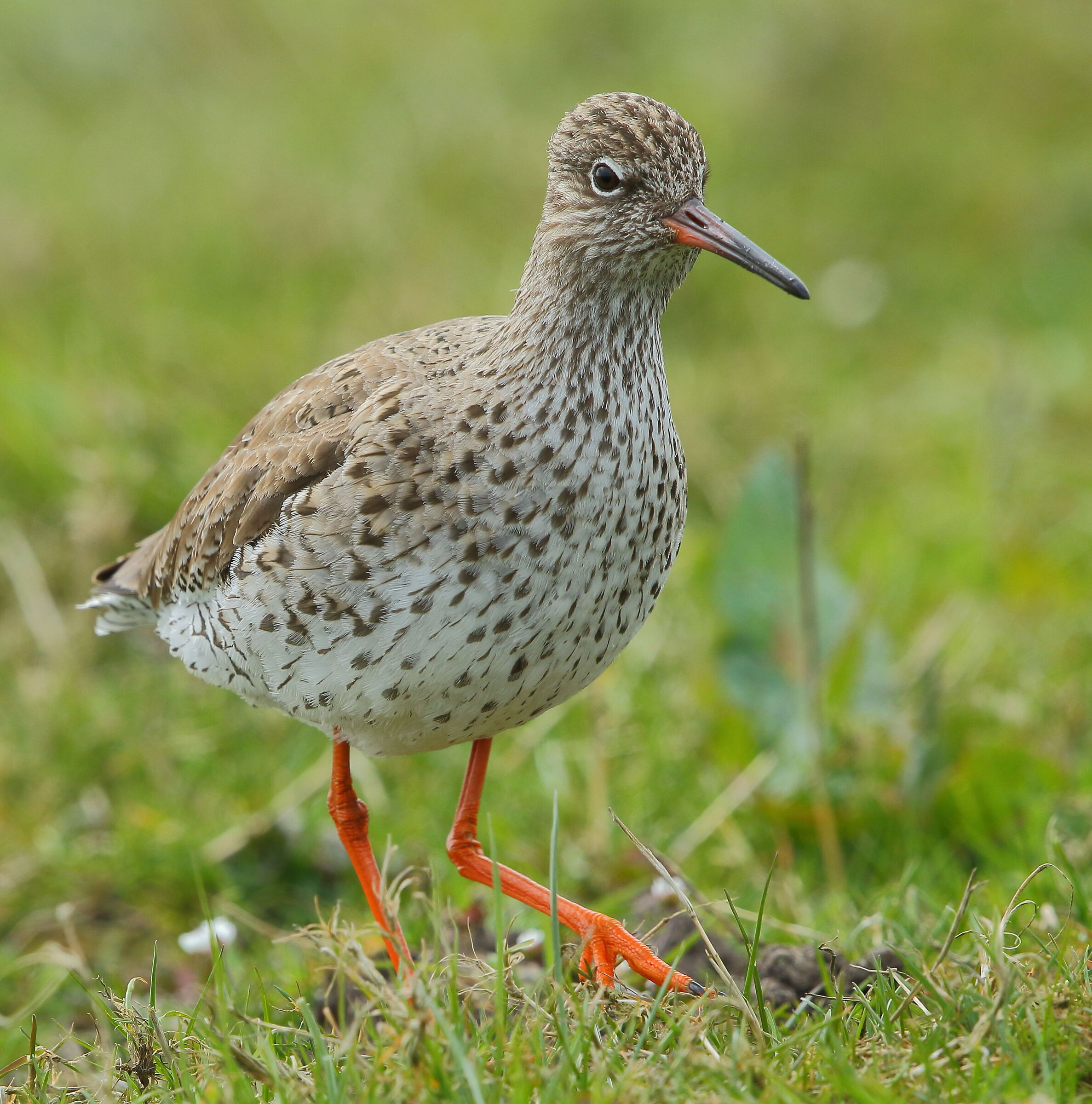 redshank