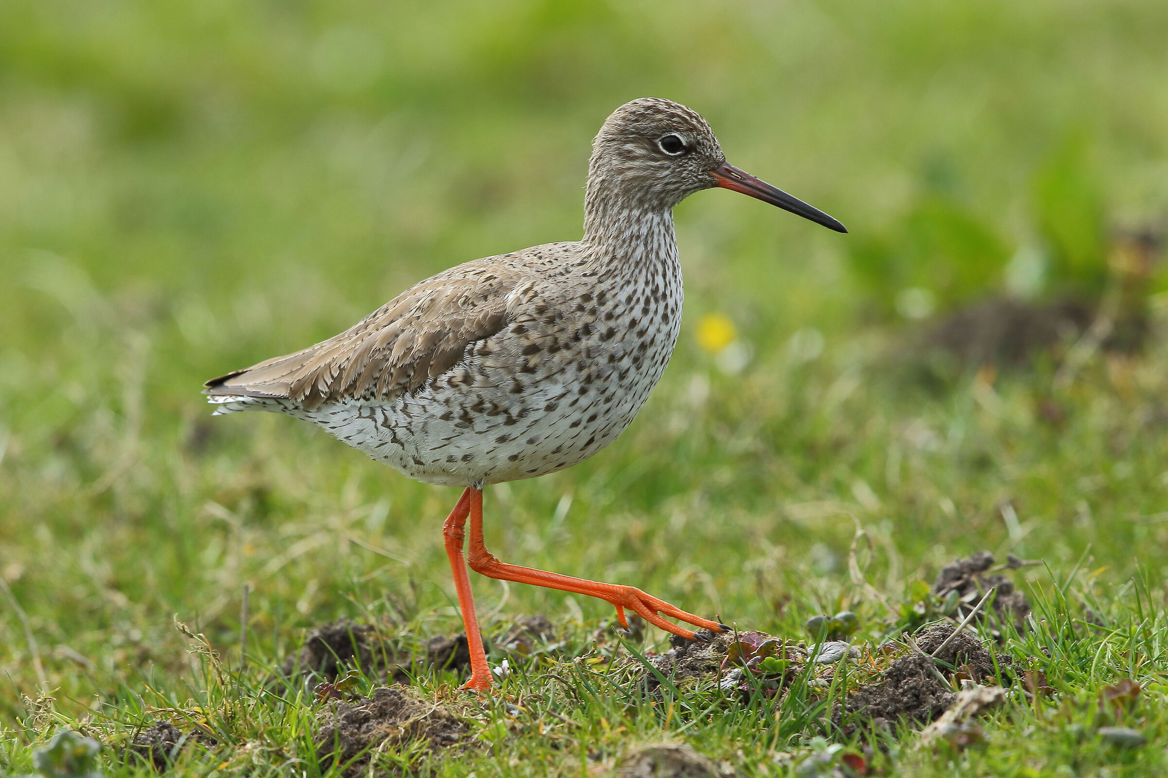 redshank