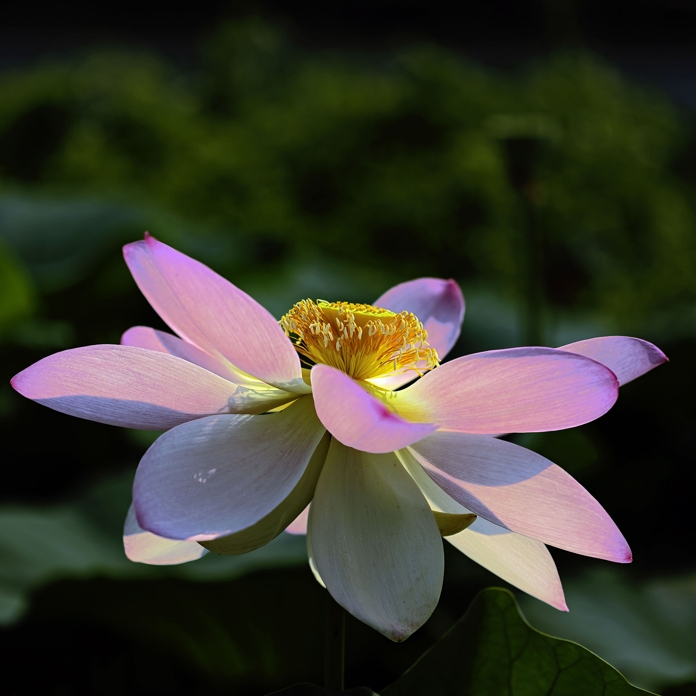 Tanti auguri a tutti gli amici