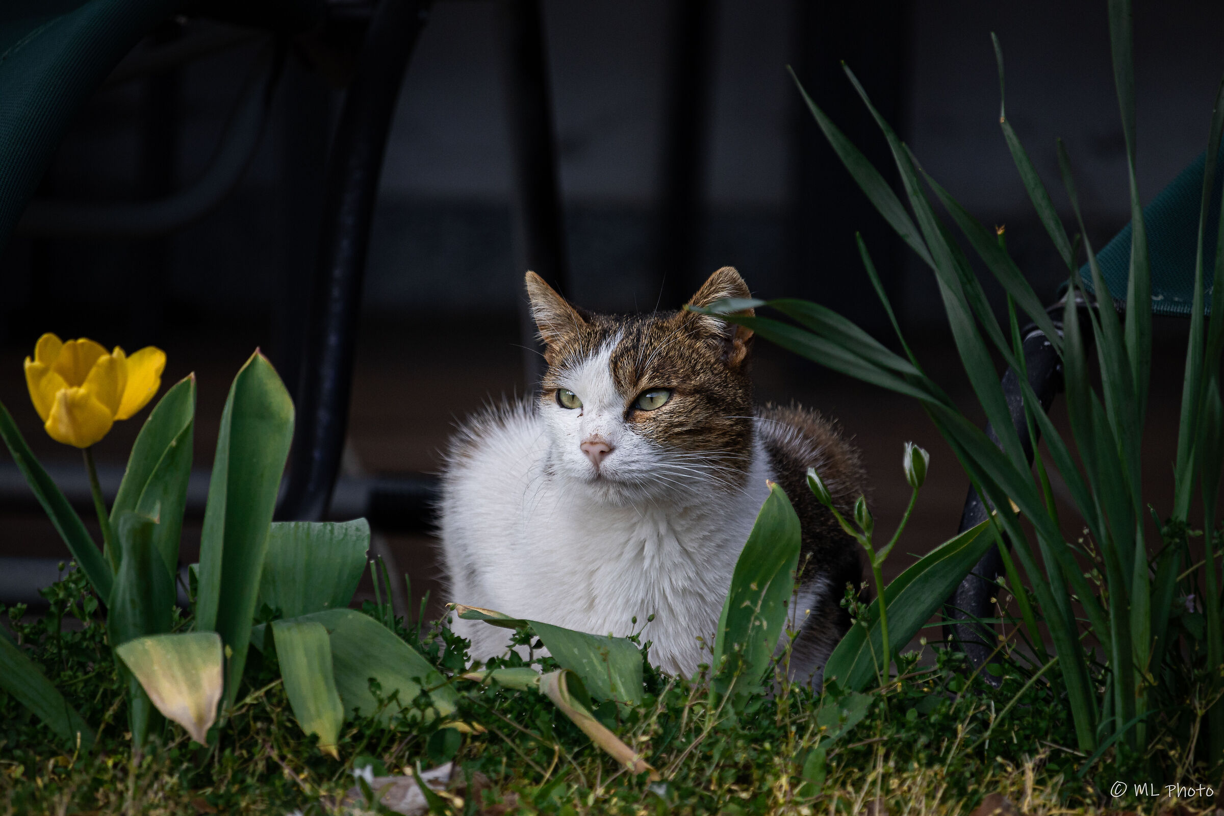 the eye of the tiger