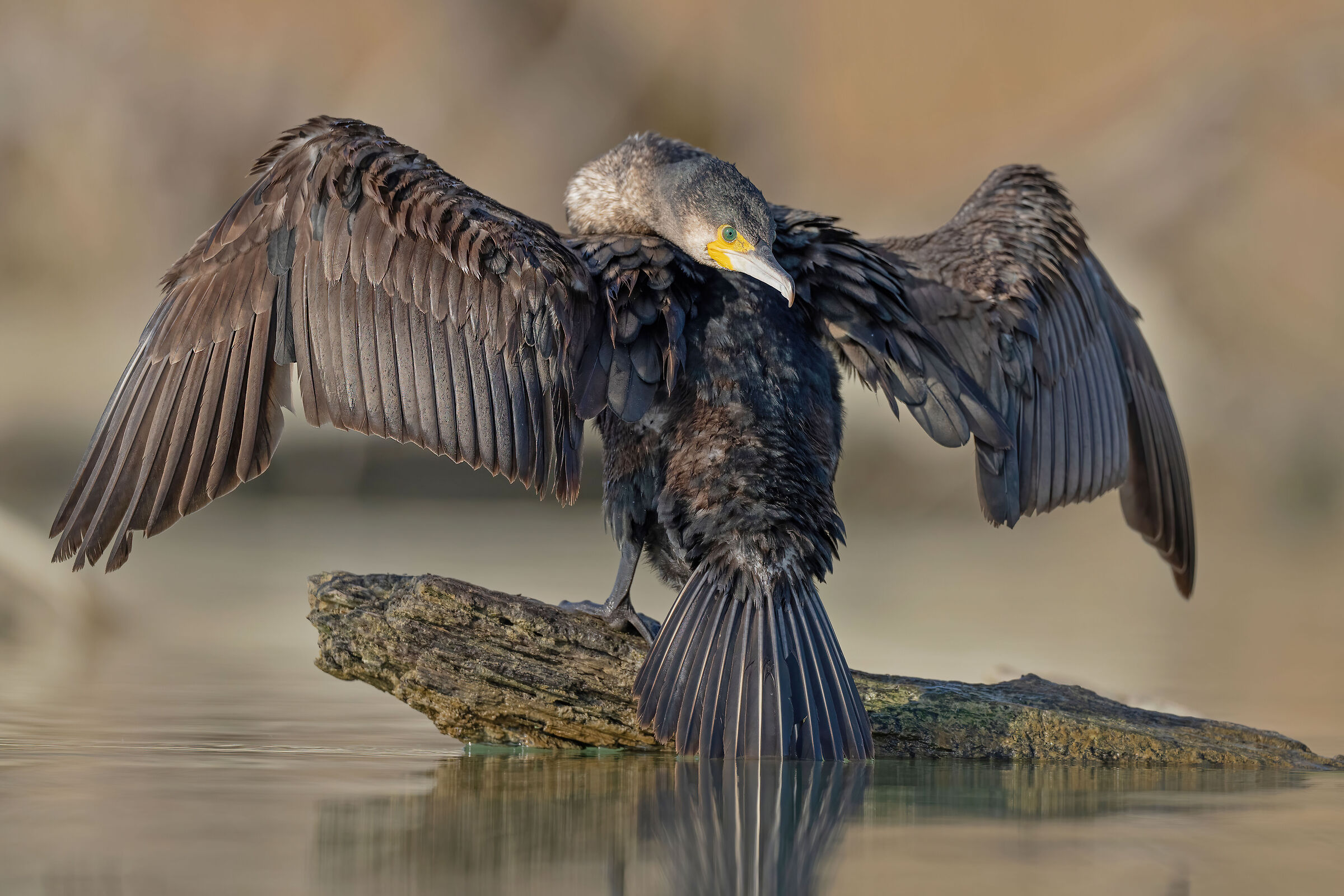Restless Cormorant
