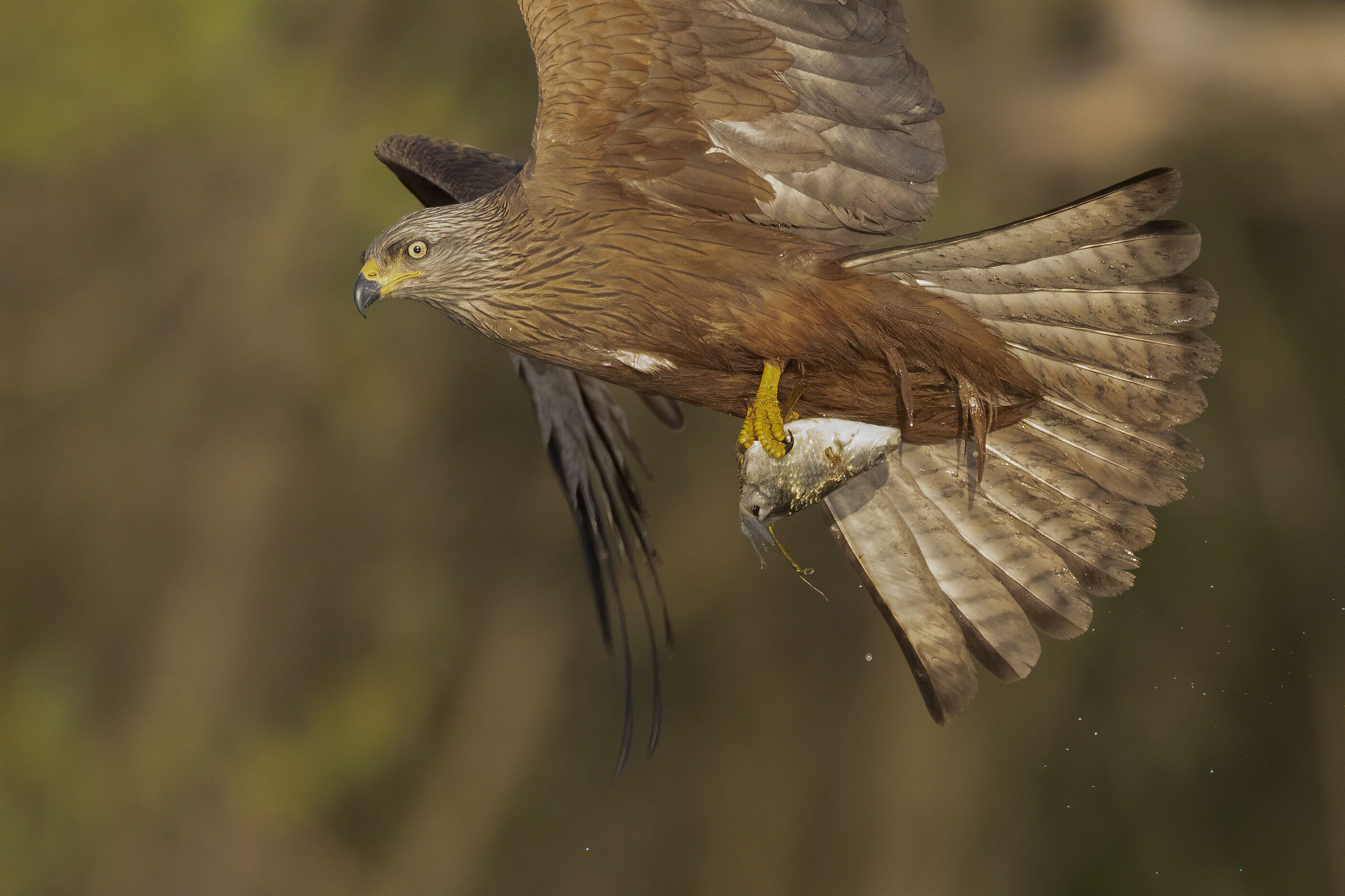 nibbio bruno a pesca....