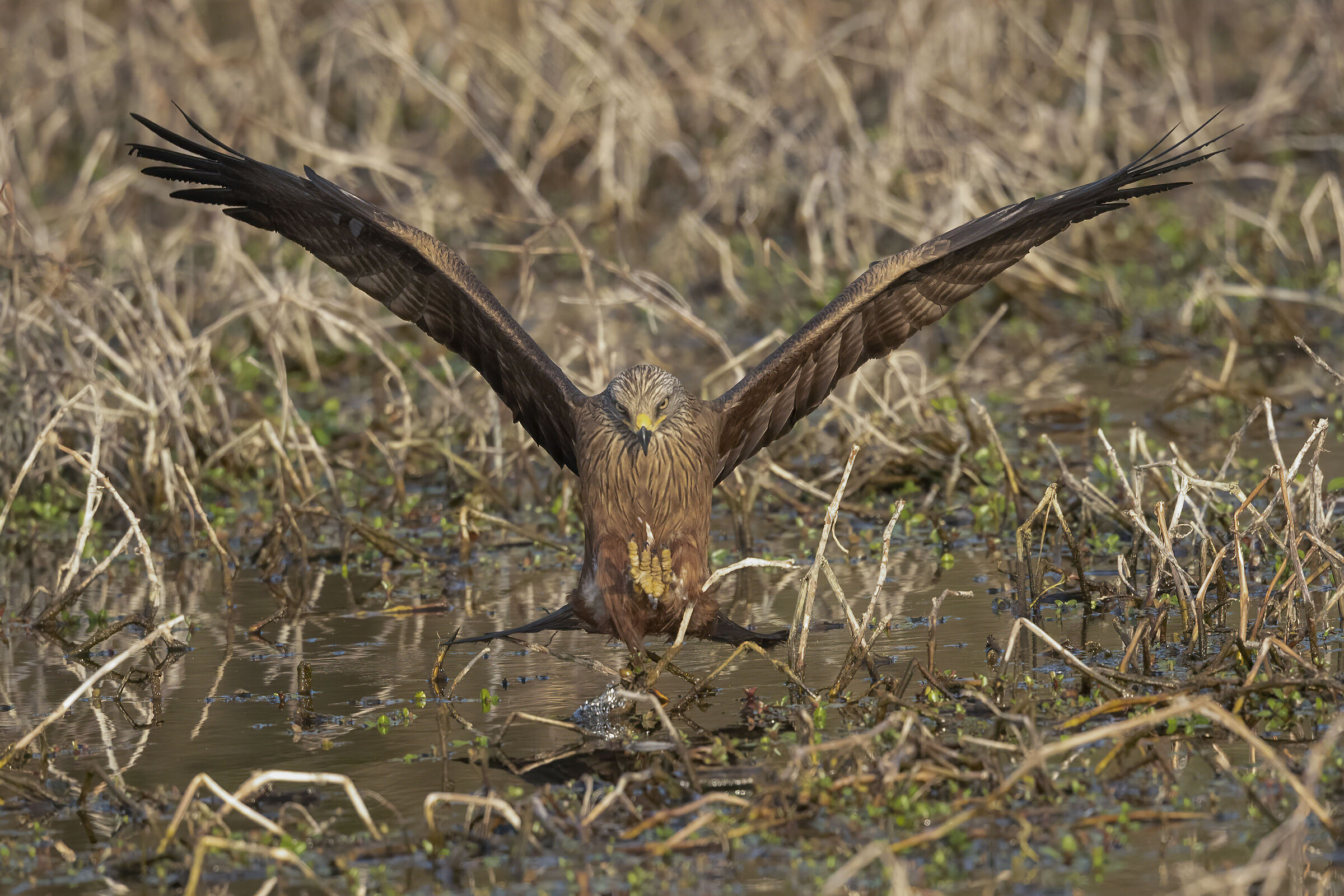 nibbio bruno a pesca