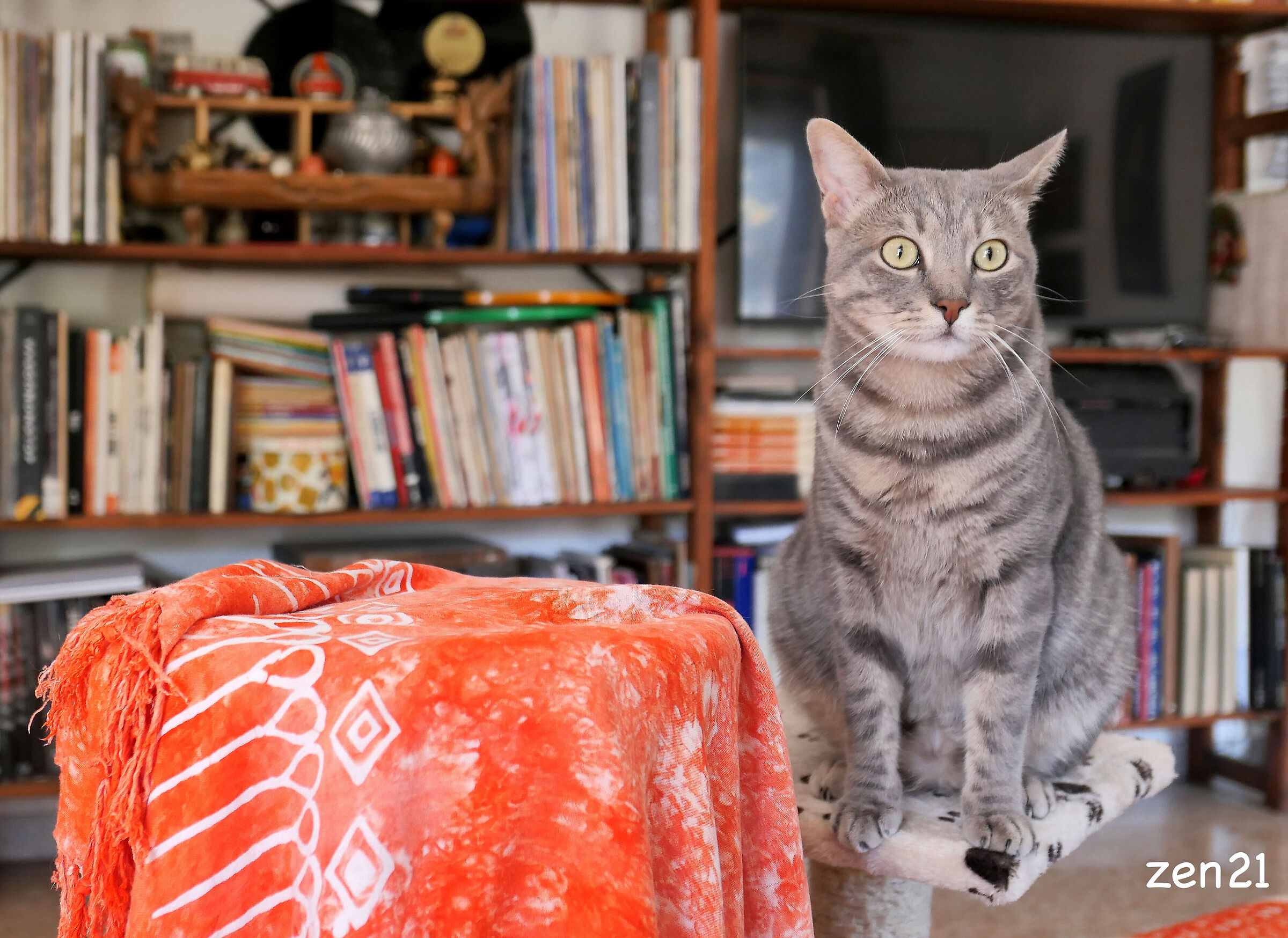 Gatto leo - Buona Pasqua -