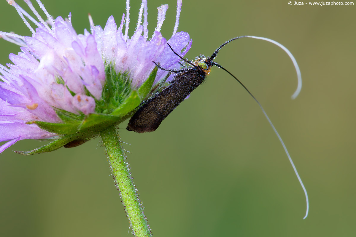 Adela reamurella, 010156
