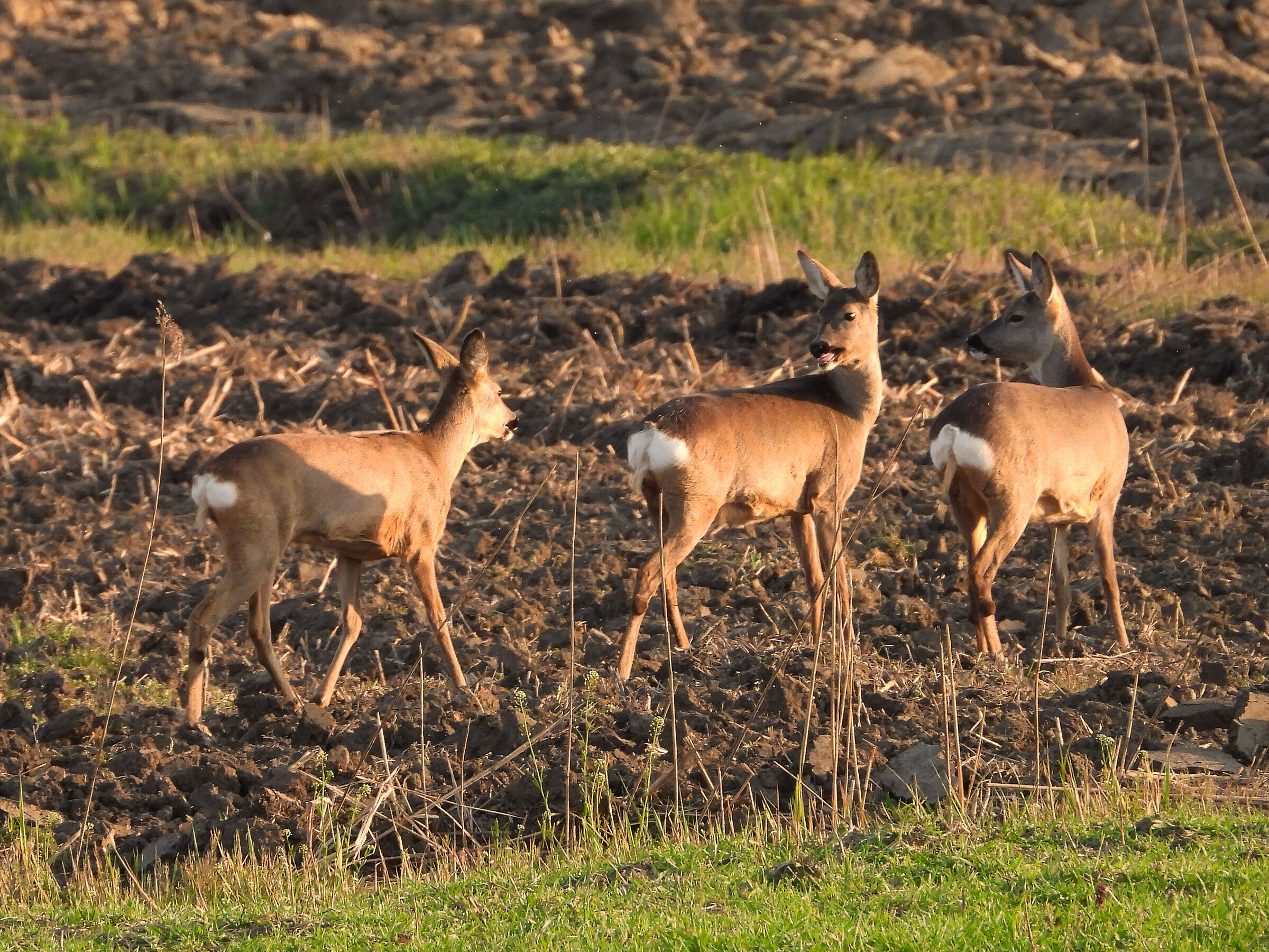 Cprioli in pianura - Sguardi vigili