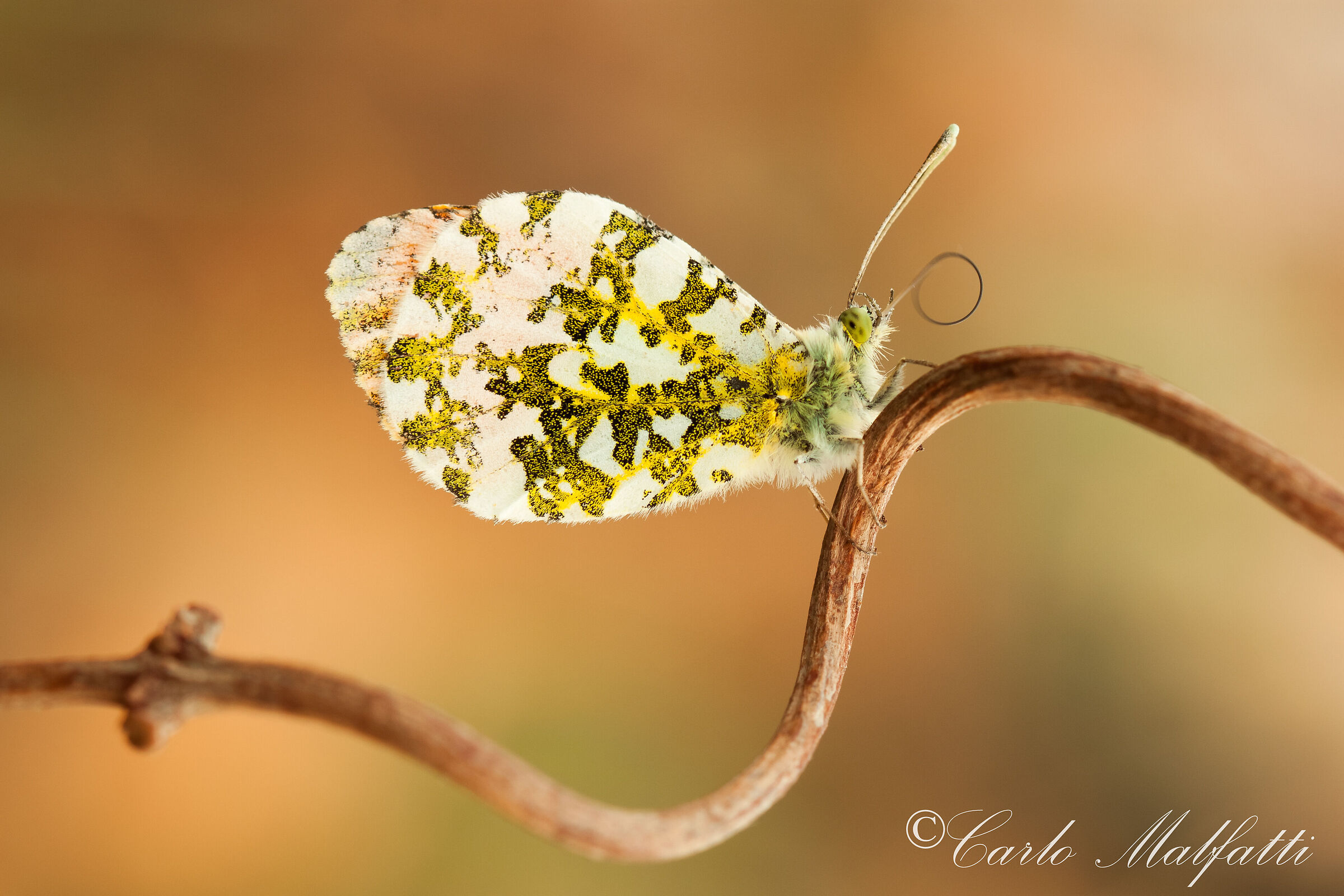 Cardamines con Pernacchia?