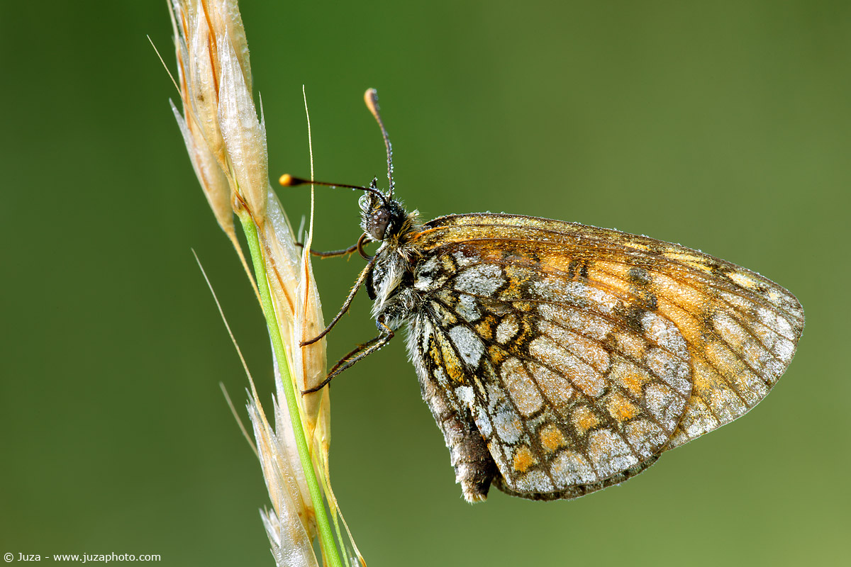 Melitaea phoebe, 010159