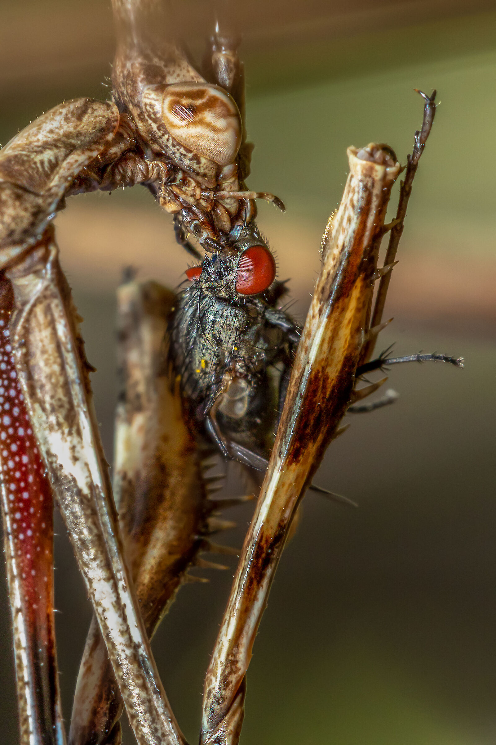 Empusa pennata ora di cena