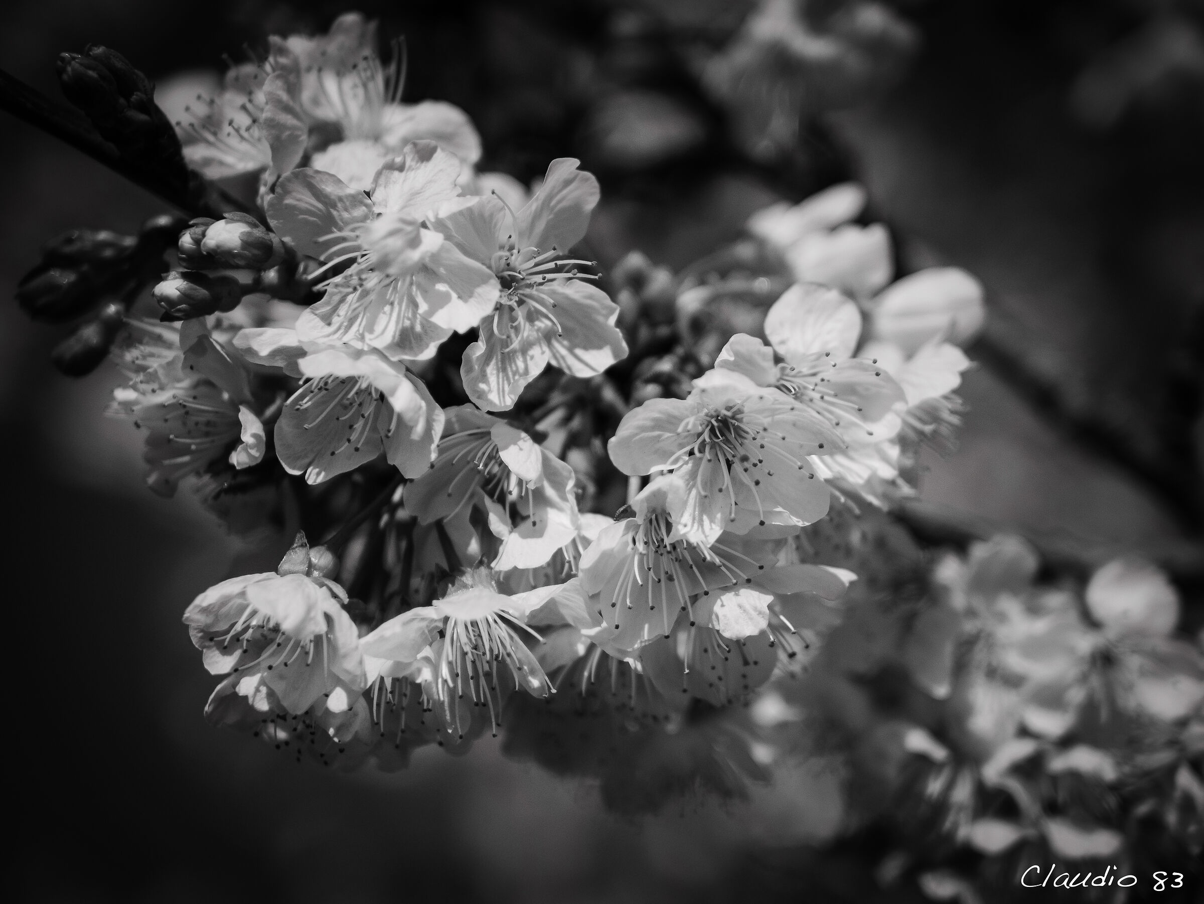 B&W Flowers...