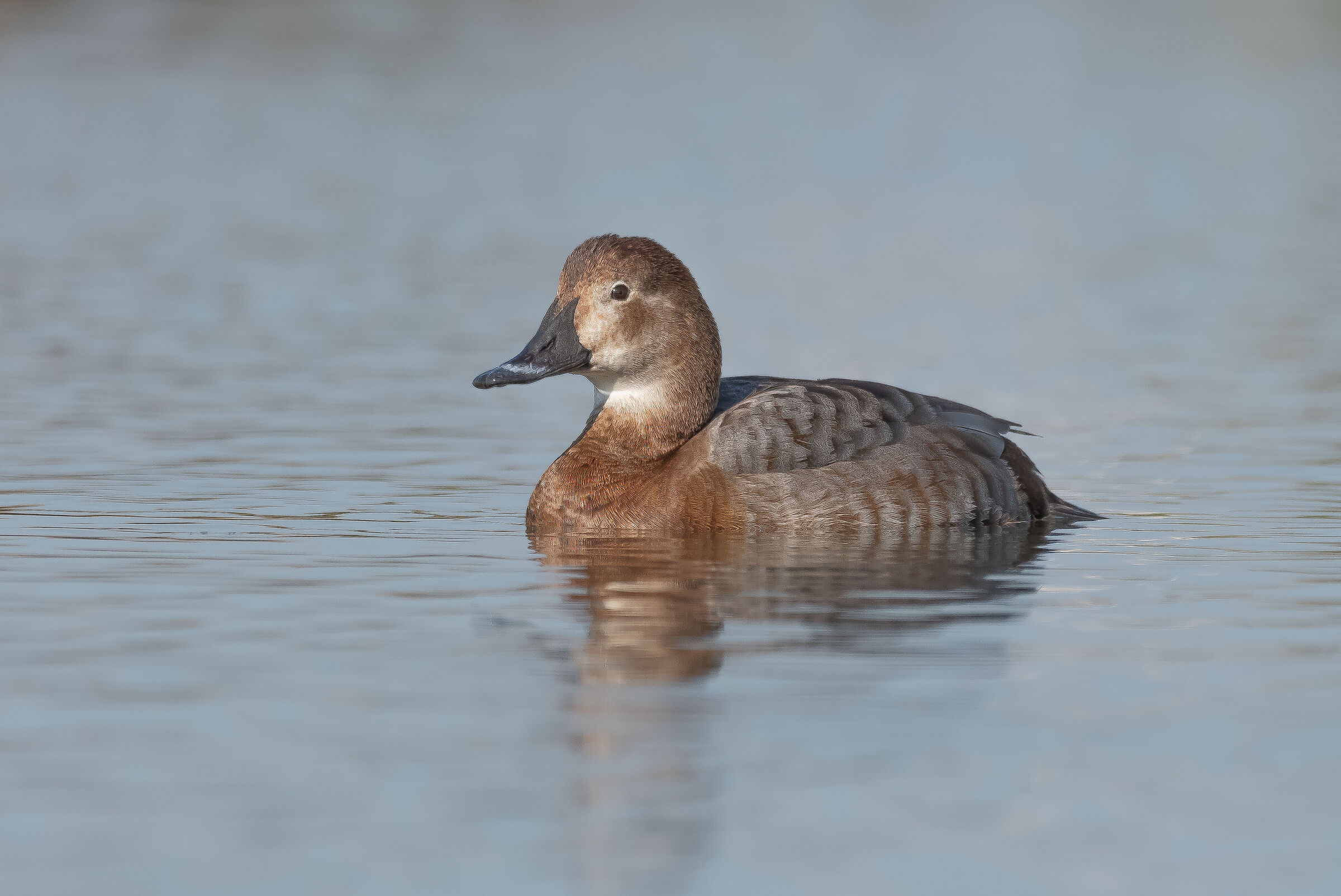 Female Aythya ferina