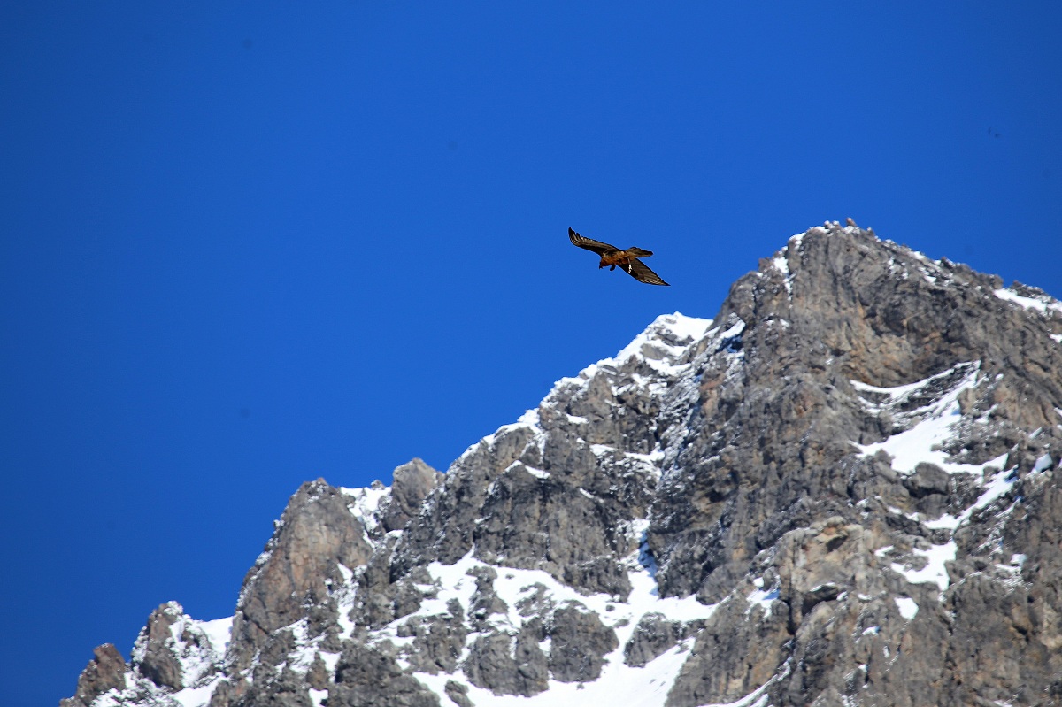 lammergeyer with a bone