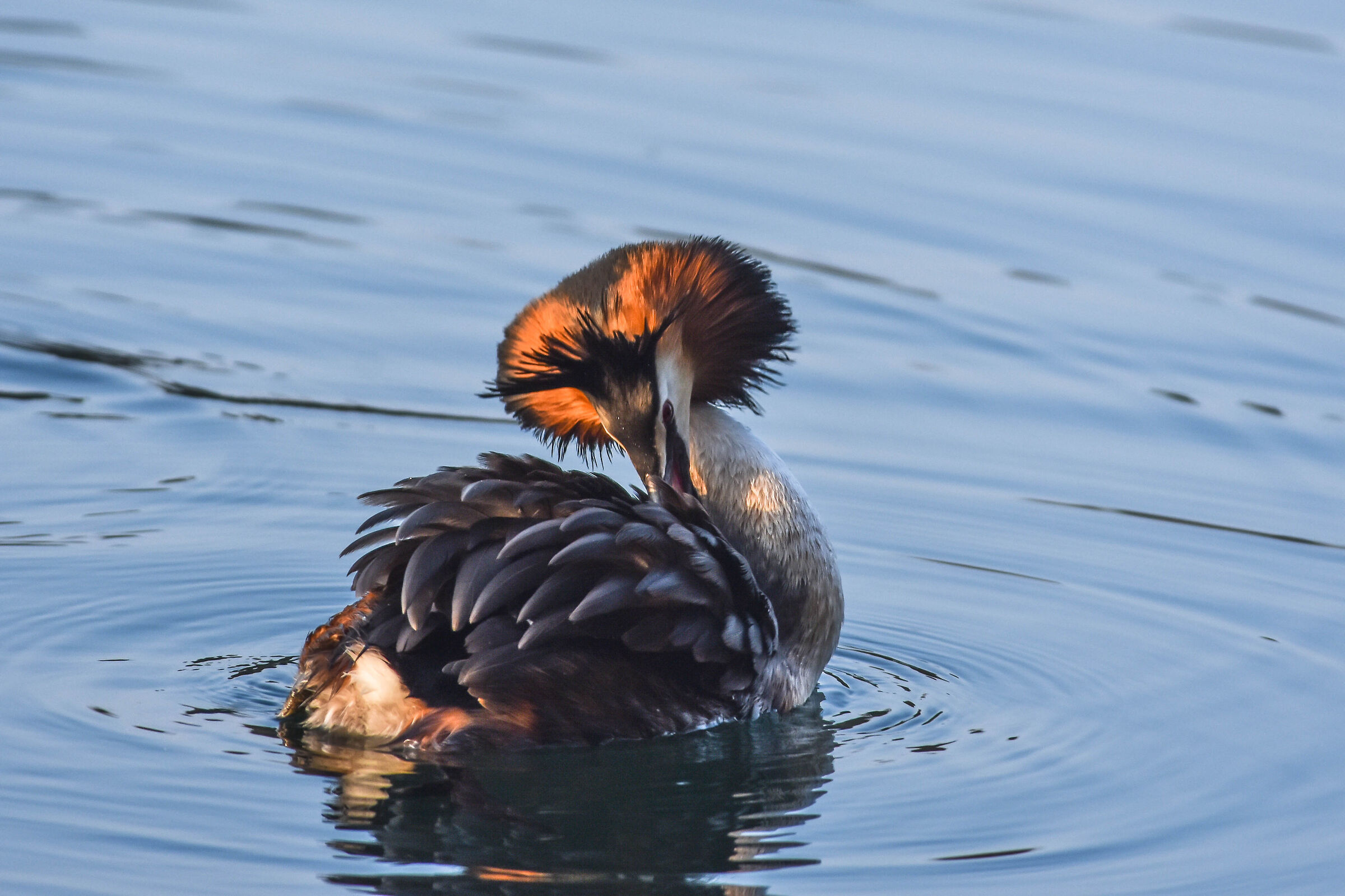 grebe