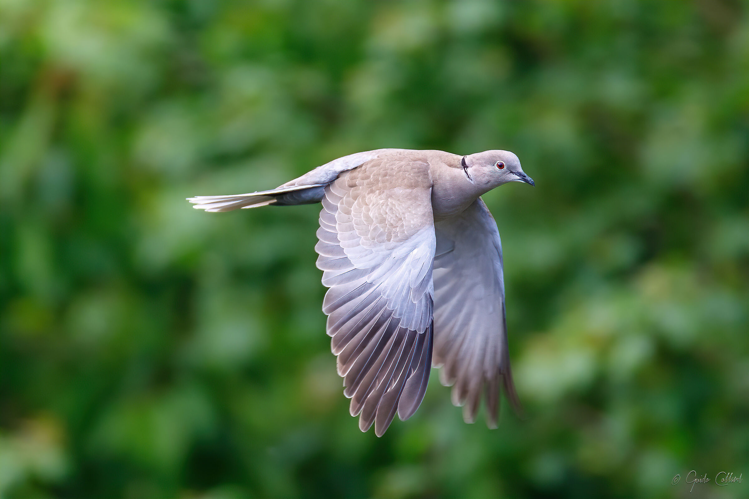 Dove in flight - Improved file