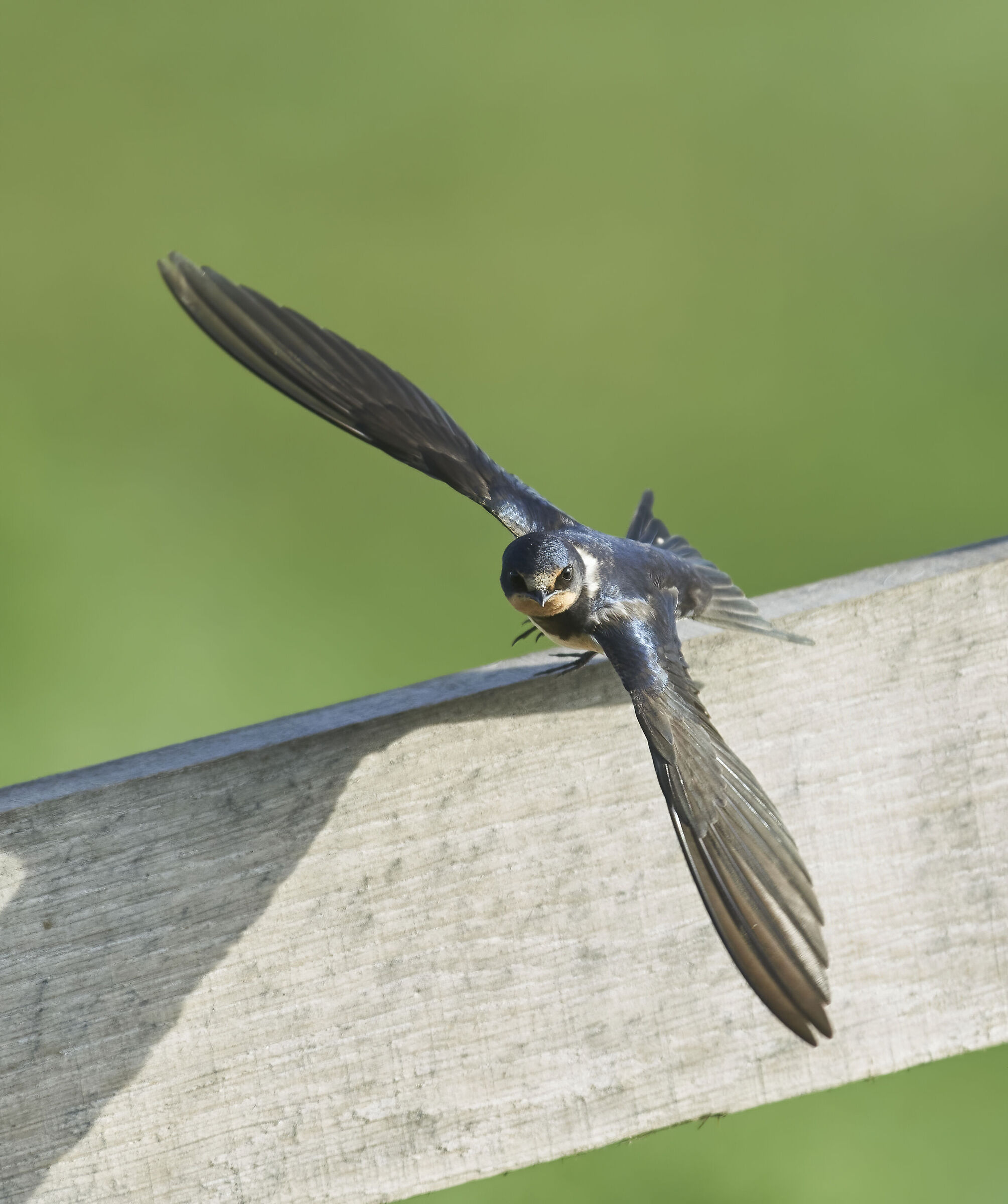 Barn Swallow