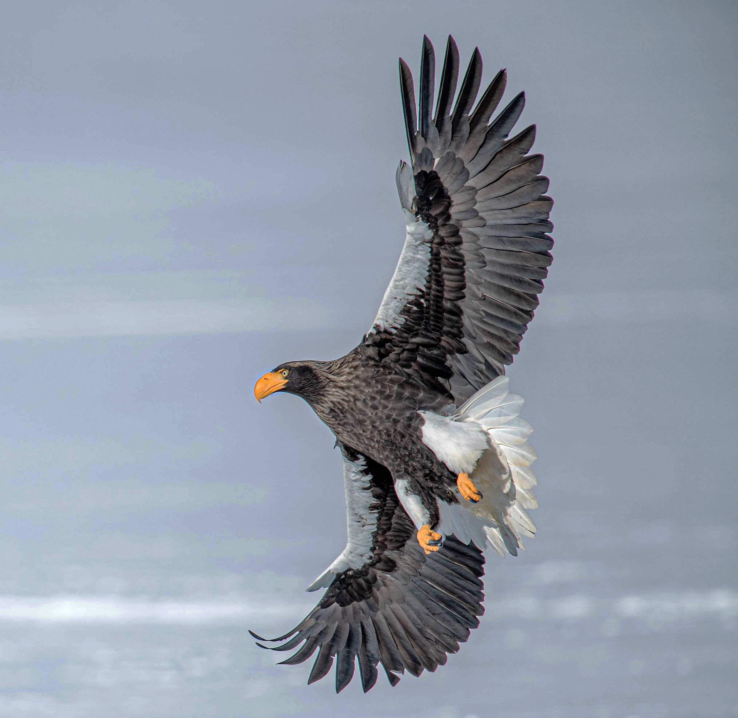 Stellar eagle in Rausu