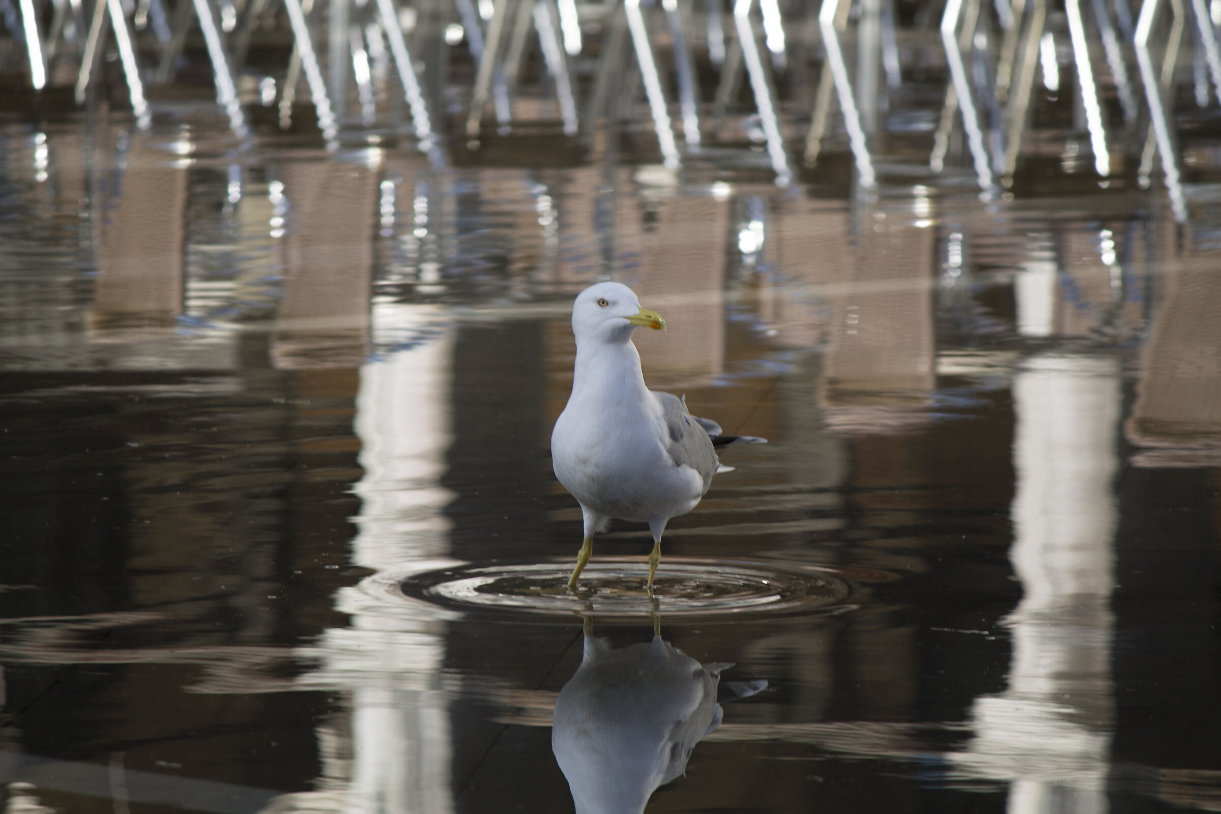 Gabbiano in piazza San Marco