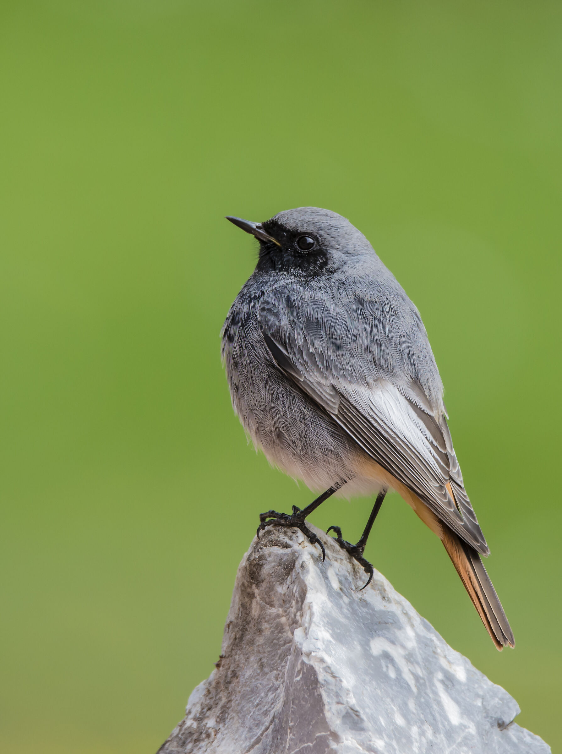 Codirosso spazzacamino
