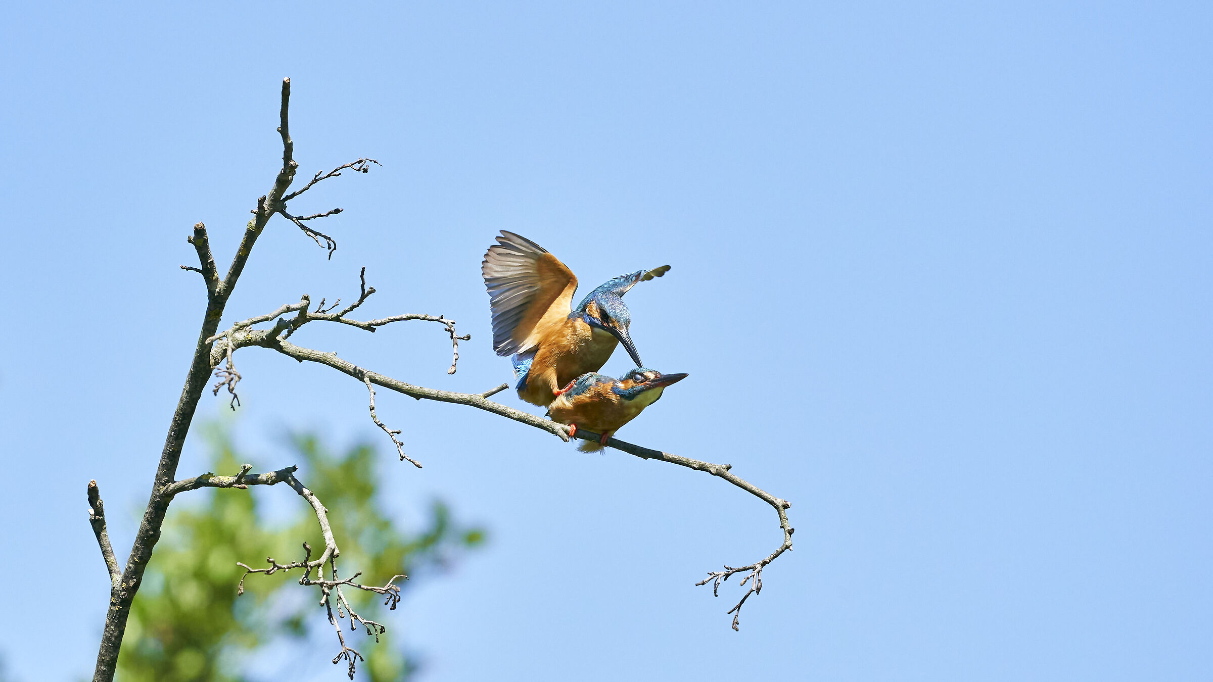 Martin Pescatore in accoppiamento 3