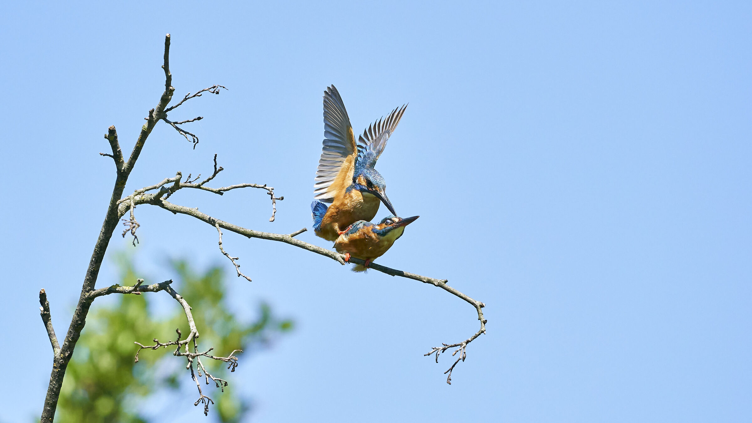 Martin Pescatore in accoppiamento 4