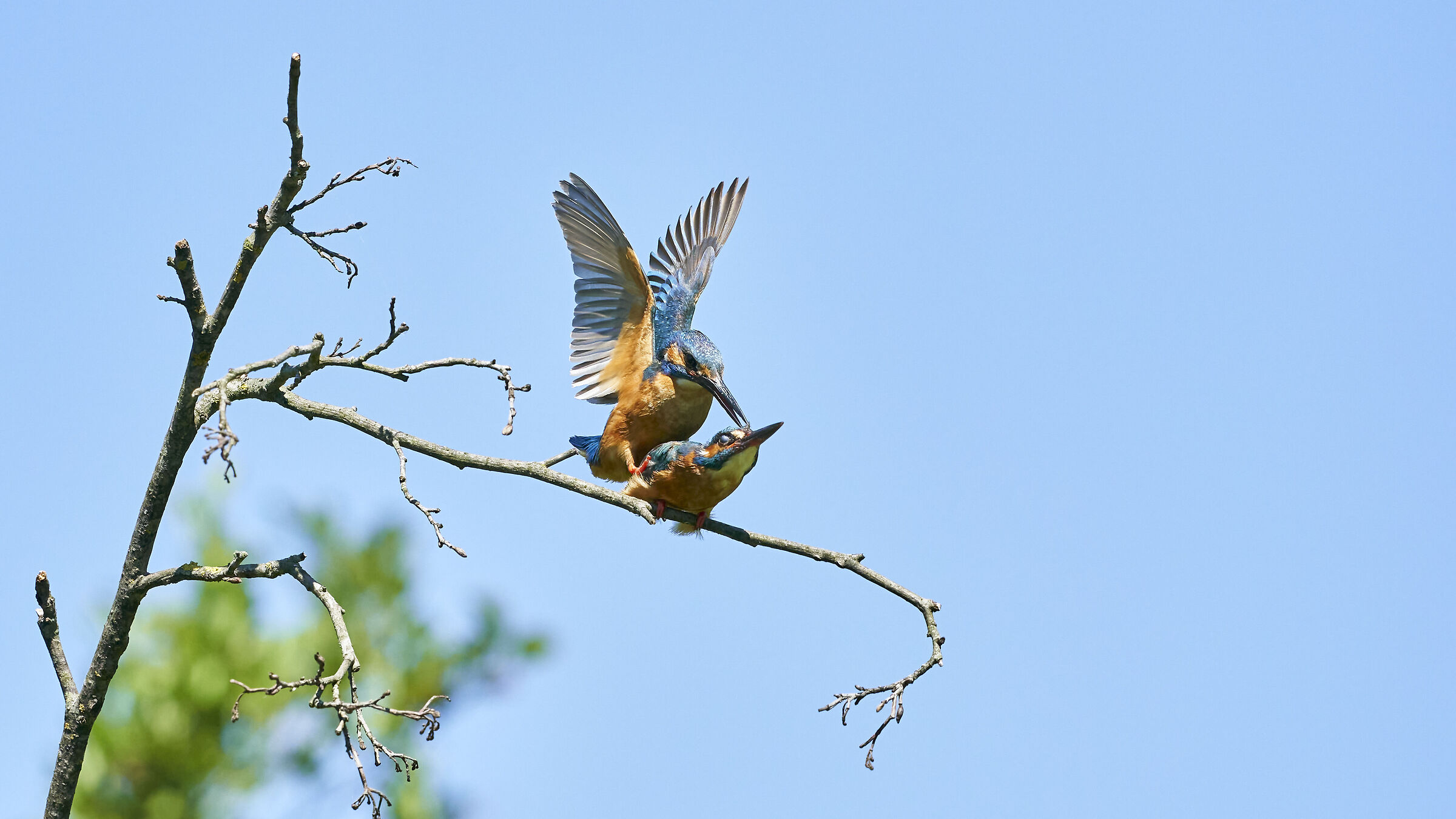 Martin Pescatore in accoppiamento 5