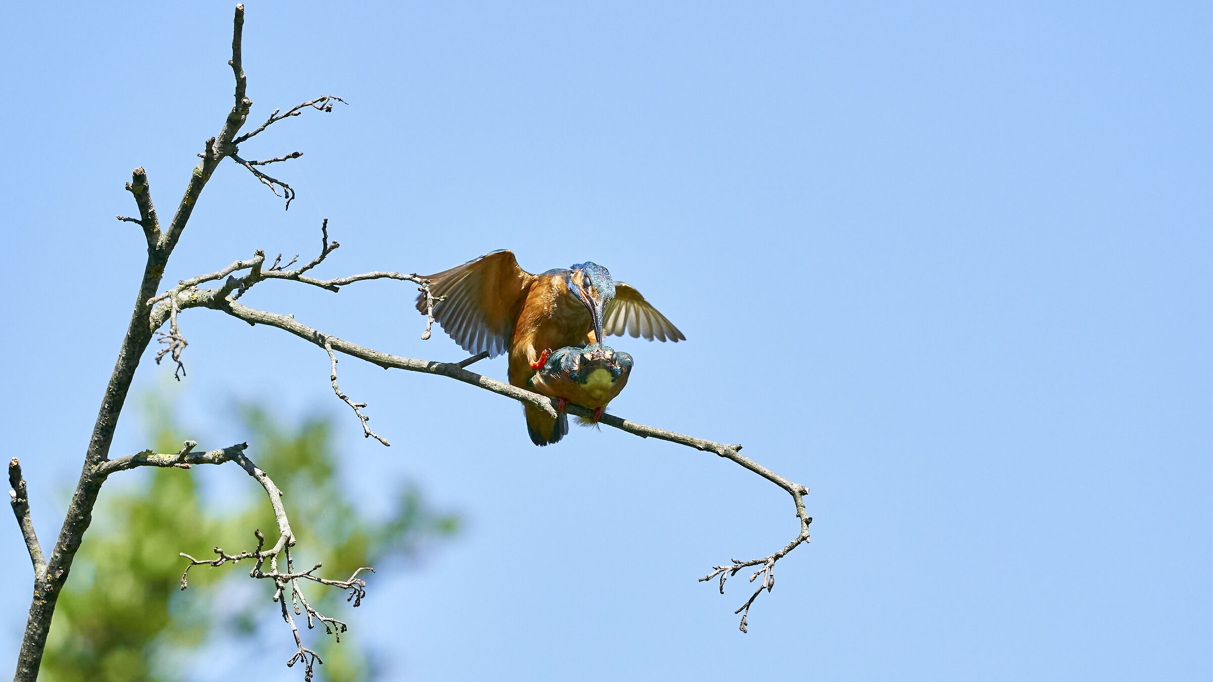 Martin Pescatore in accoppiamento 6