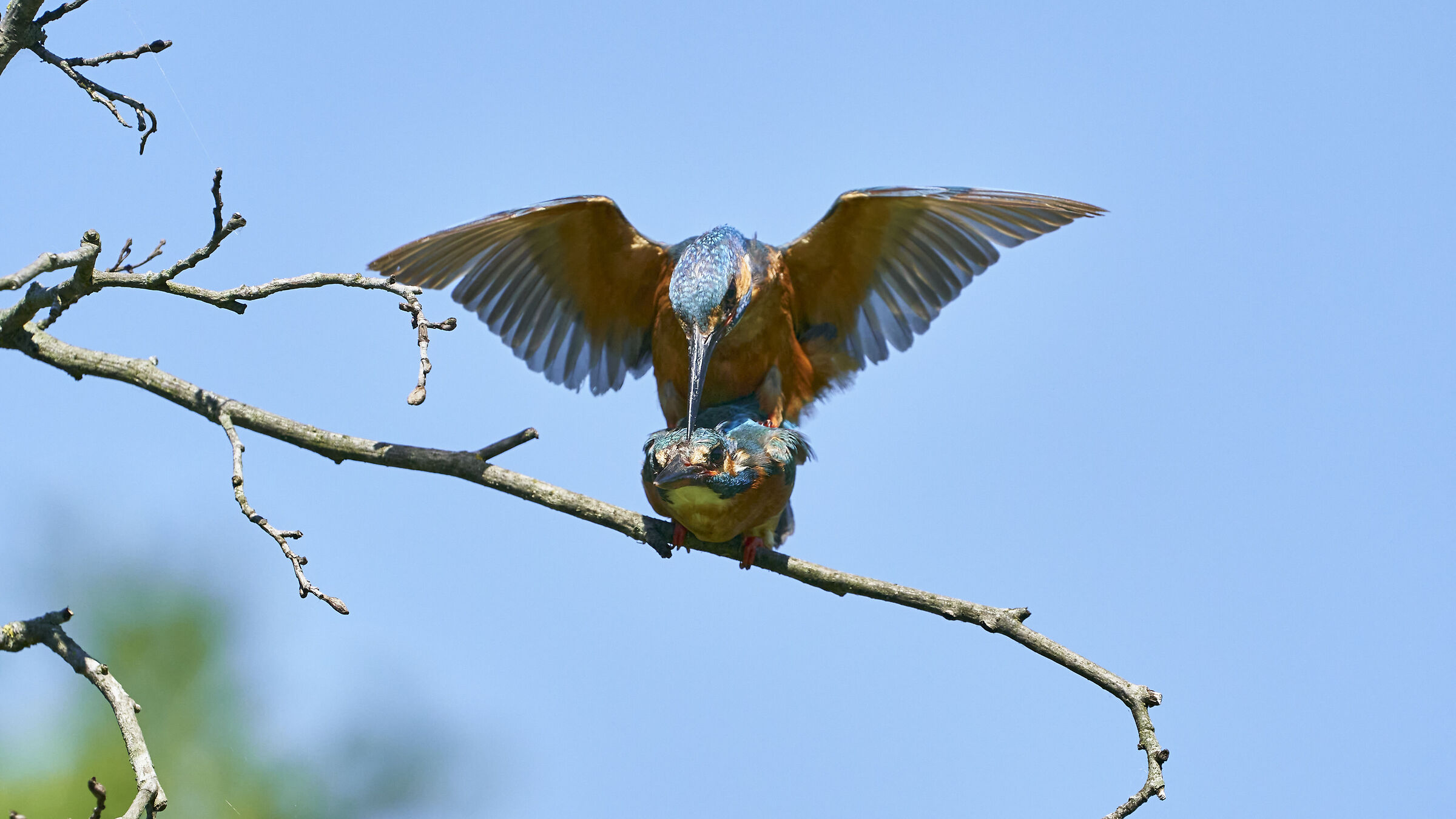 Martin Pescatore in accoppiamento 9
