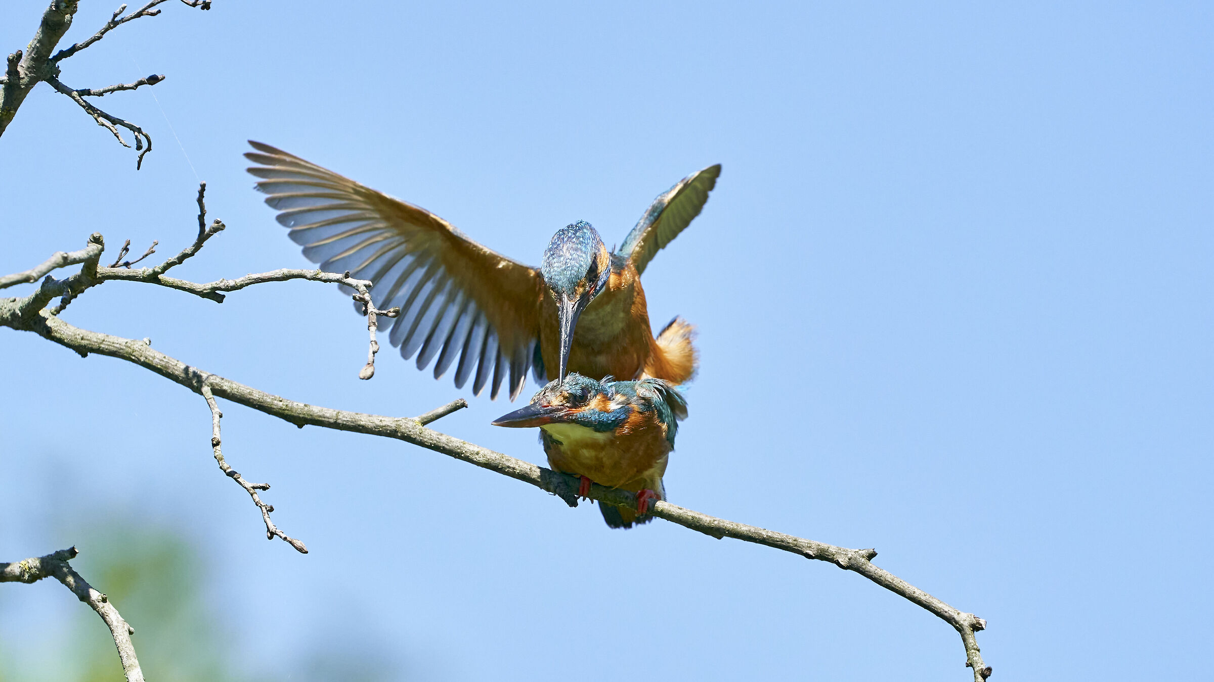 Martin Pescatore in accoppiamento 11