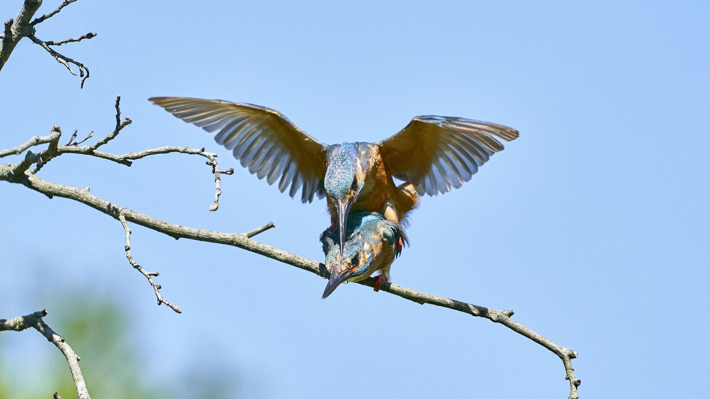 Martin Pescatore in accoppiamento 12
