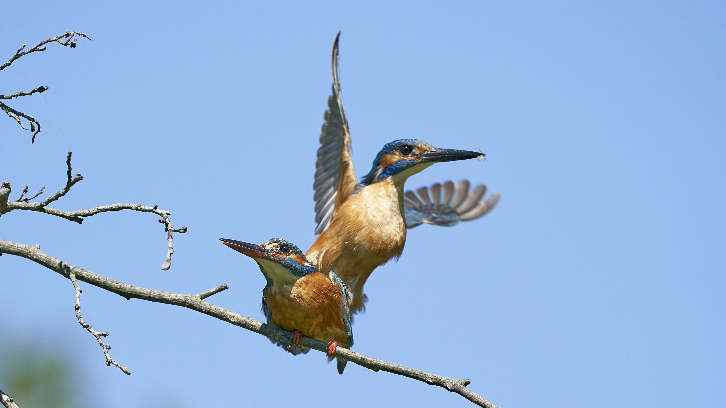 Martin Pescatore in accoppiamento 13