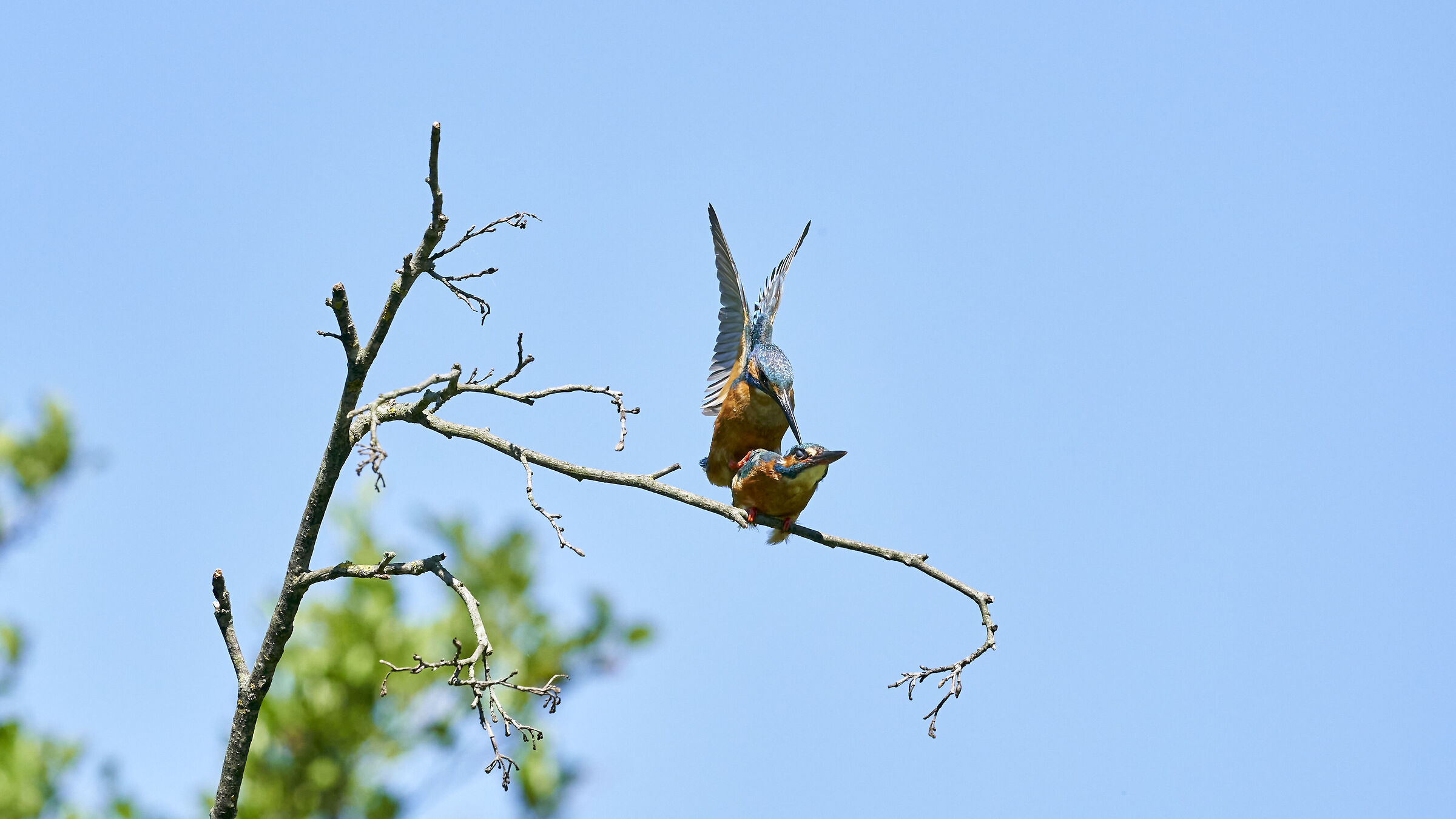 Martin Pescatore in accoppiamento 1