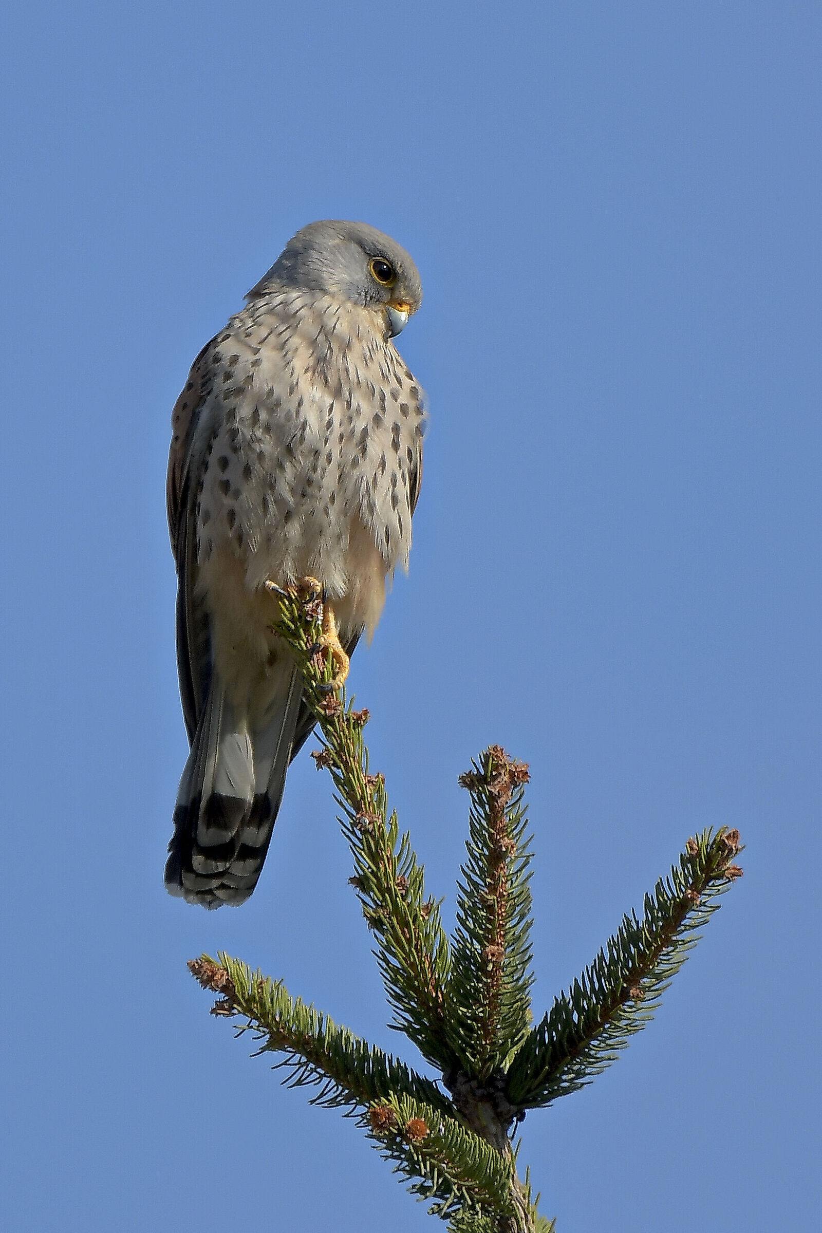 the beauty of the male cheetah