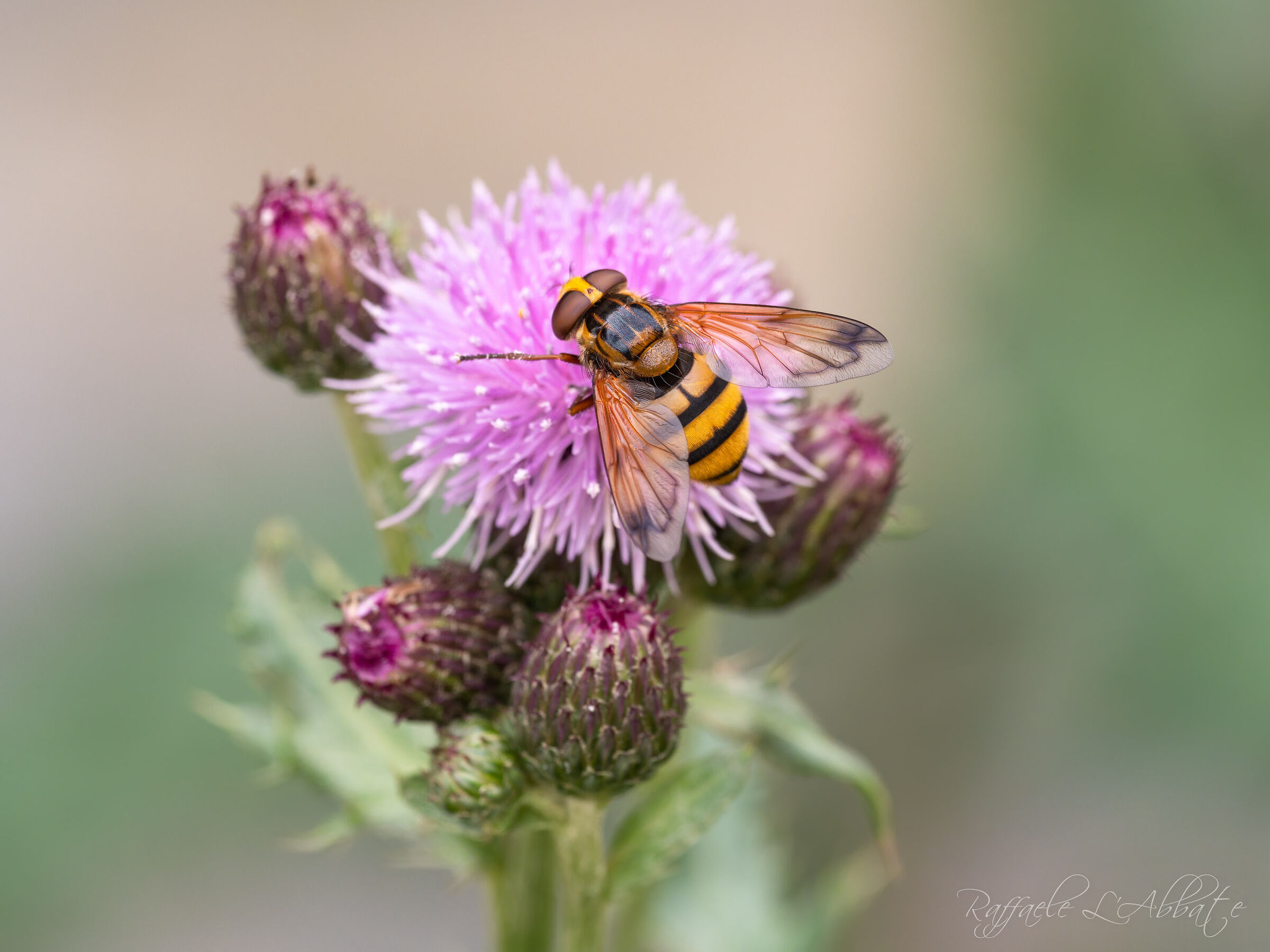 volucella